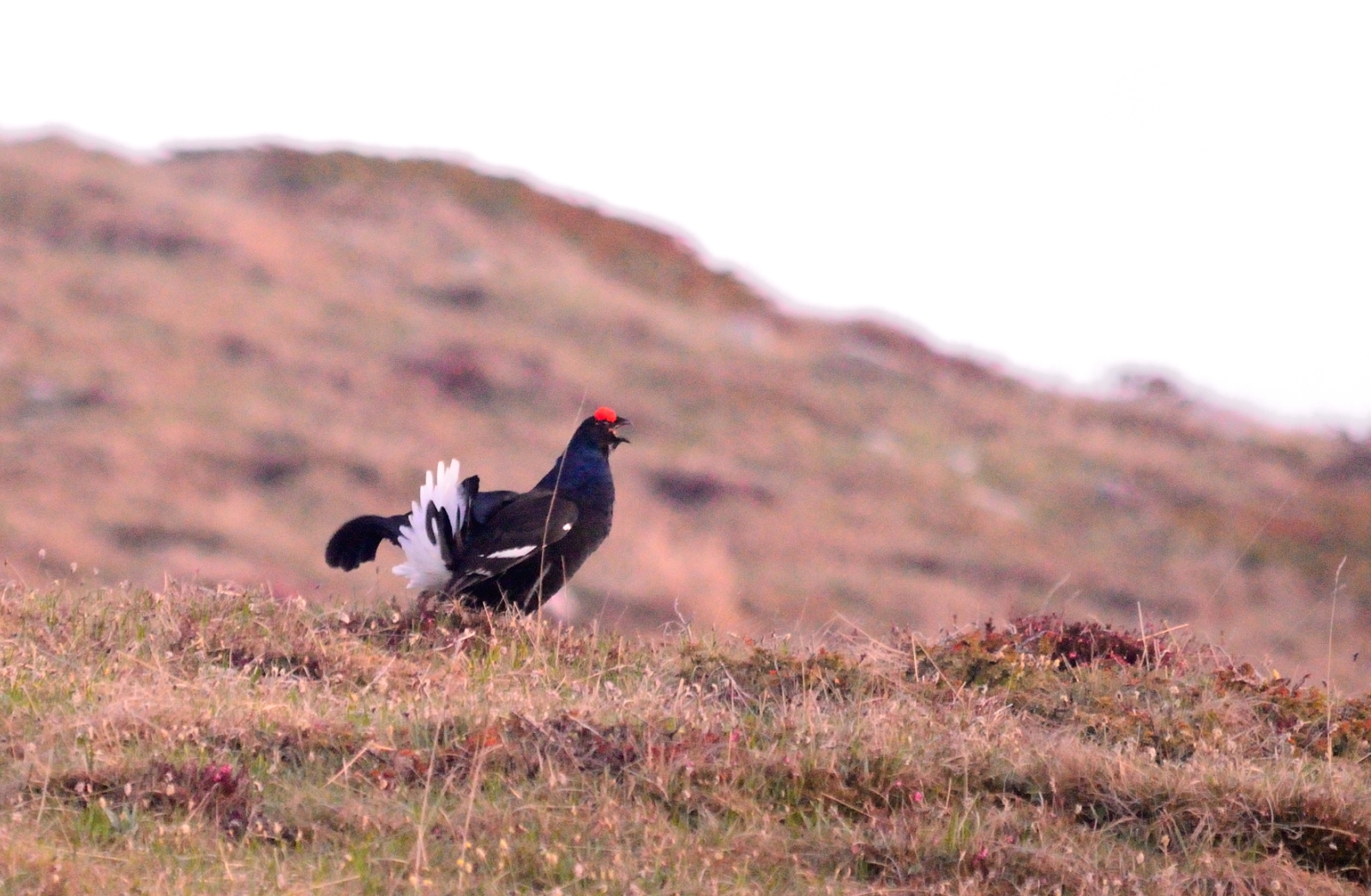 il canto del  forcello