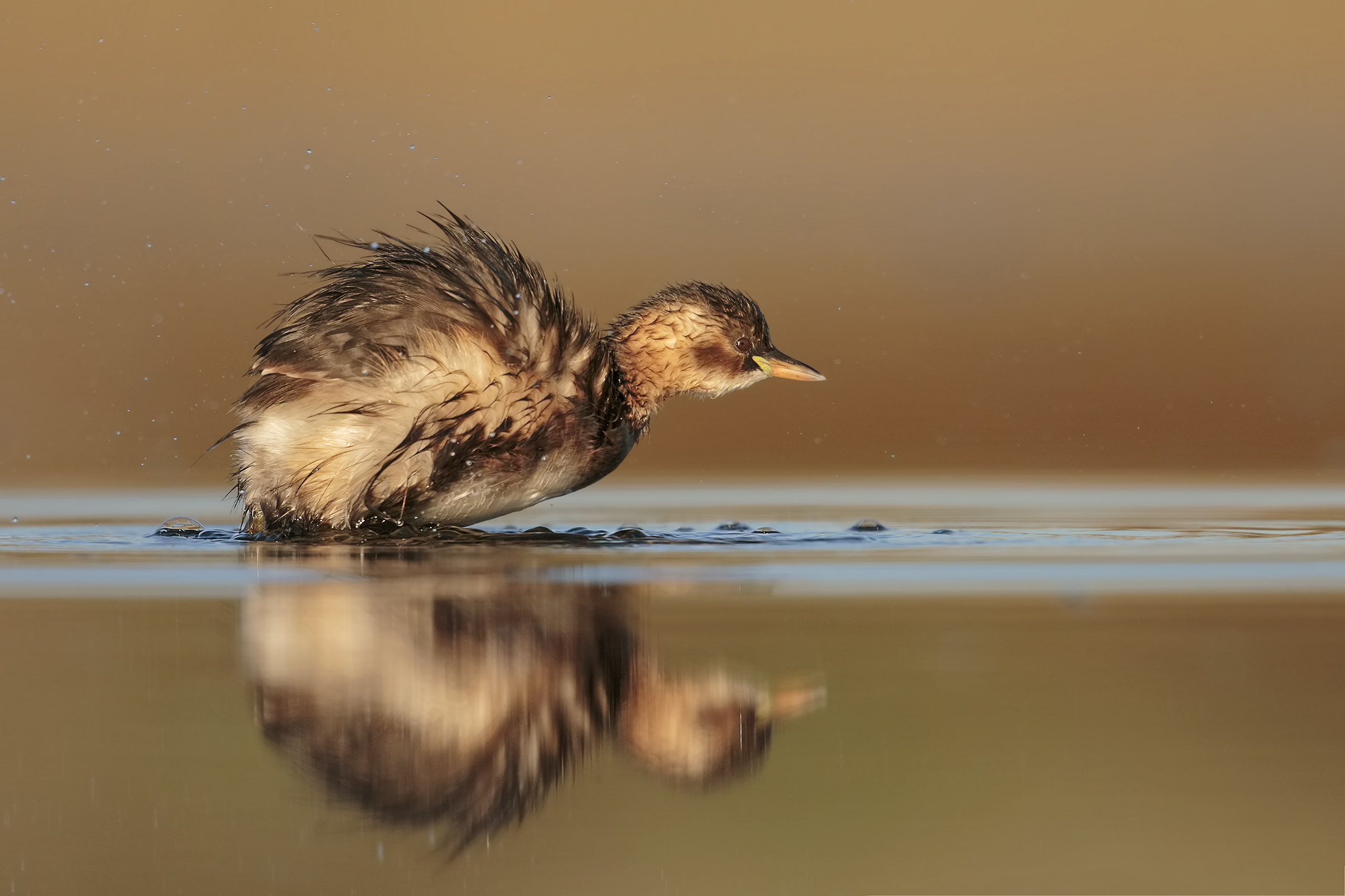 Little Grebe