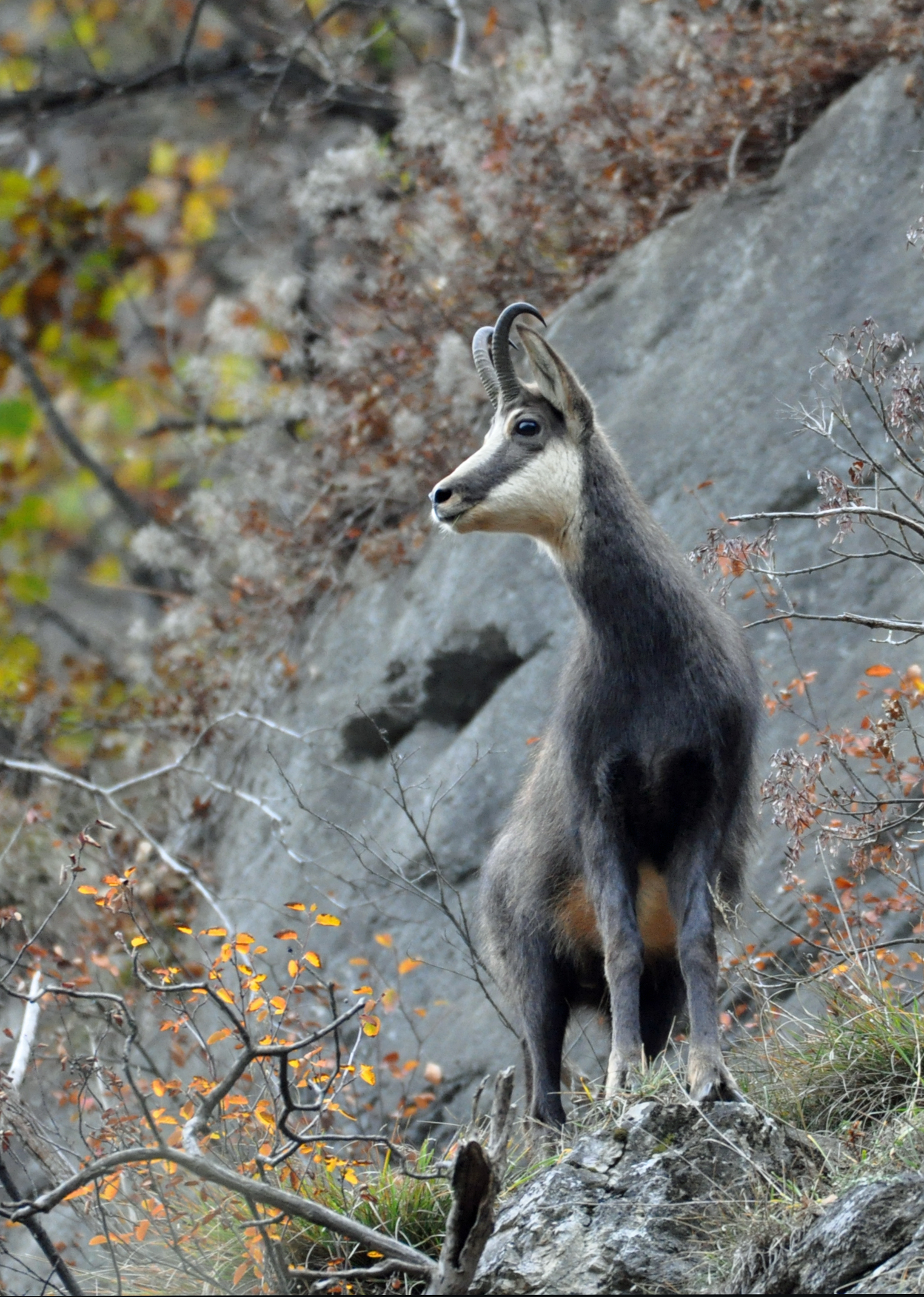 chamois