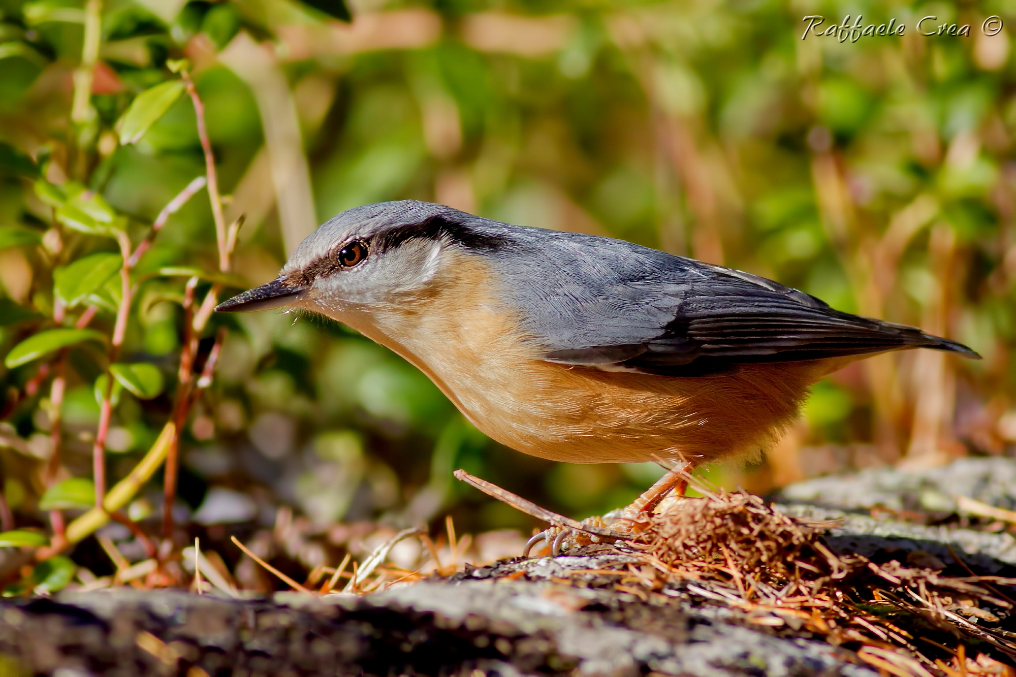 Picchio Muratore Nella Luce
