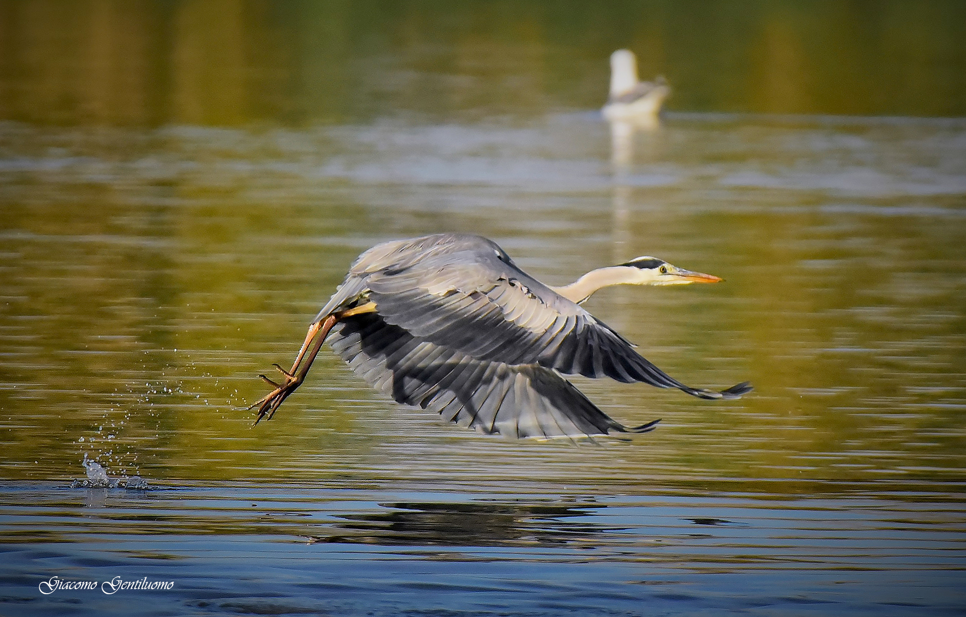 cinerino, all'aeroporto