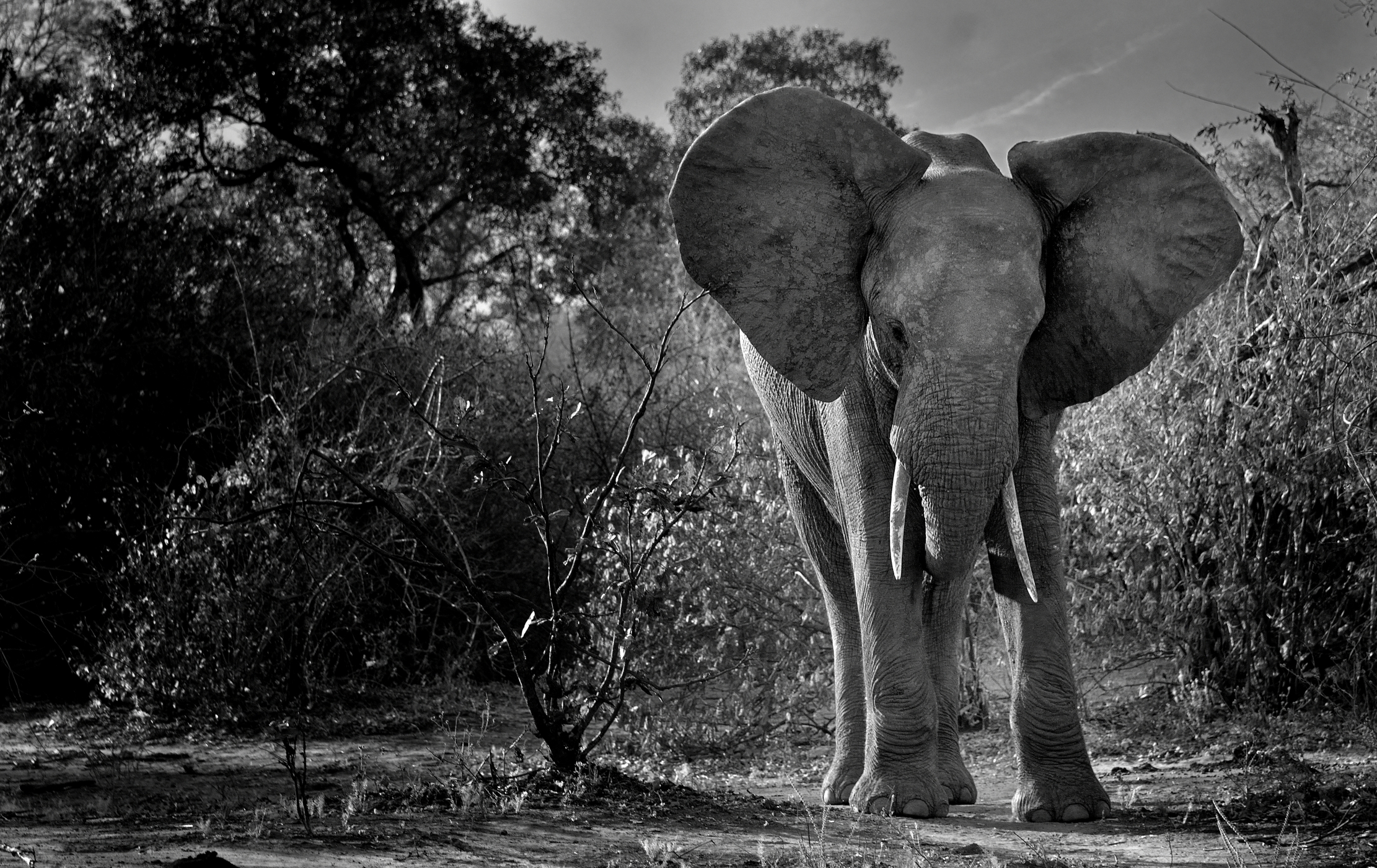 Zambia 2015 - B&W