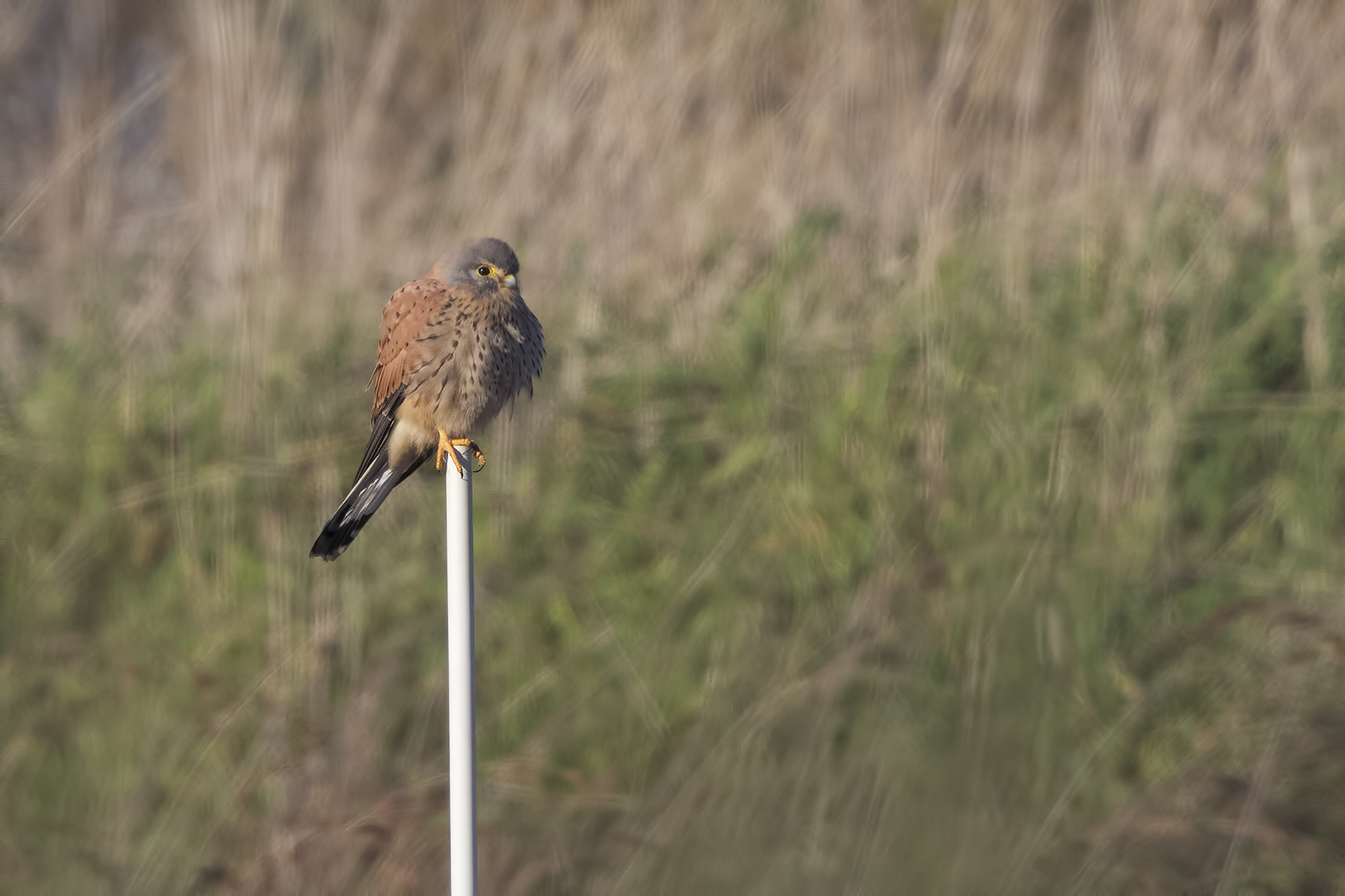 Gheppio ( 7d2 + 500 + 2x + super crop )