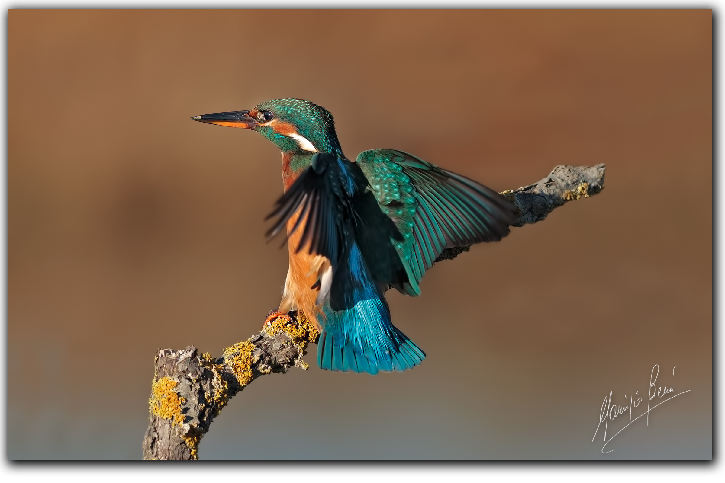 Opla ... Martin on perch