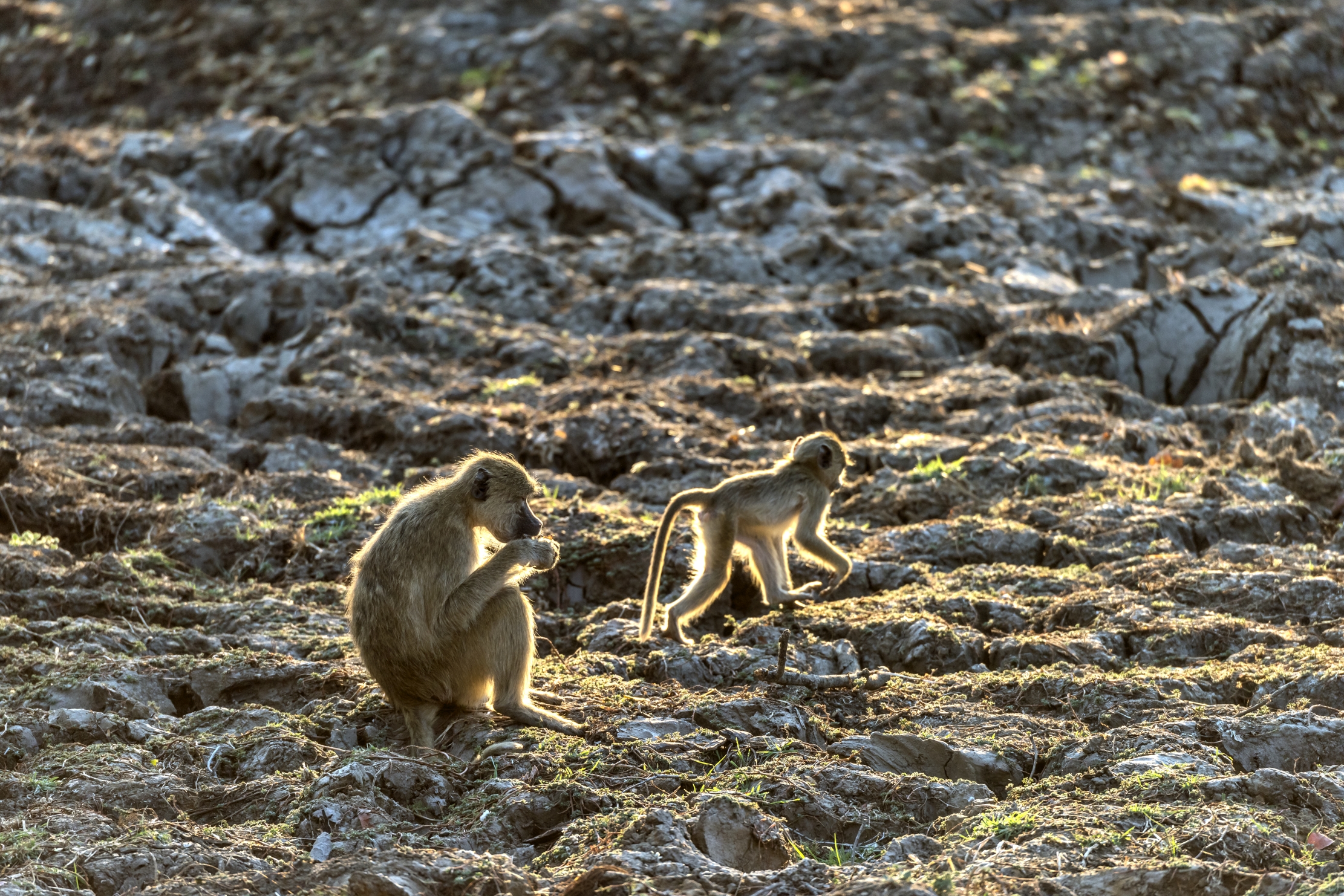 Zambia 2015 - Baboons