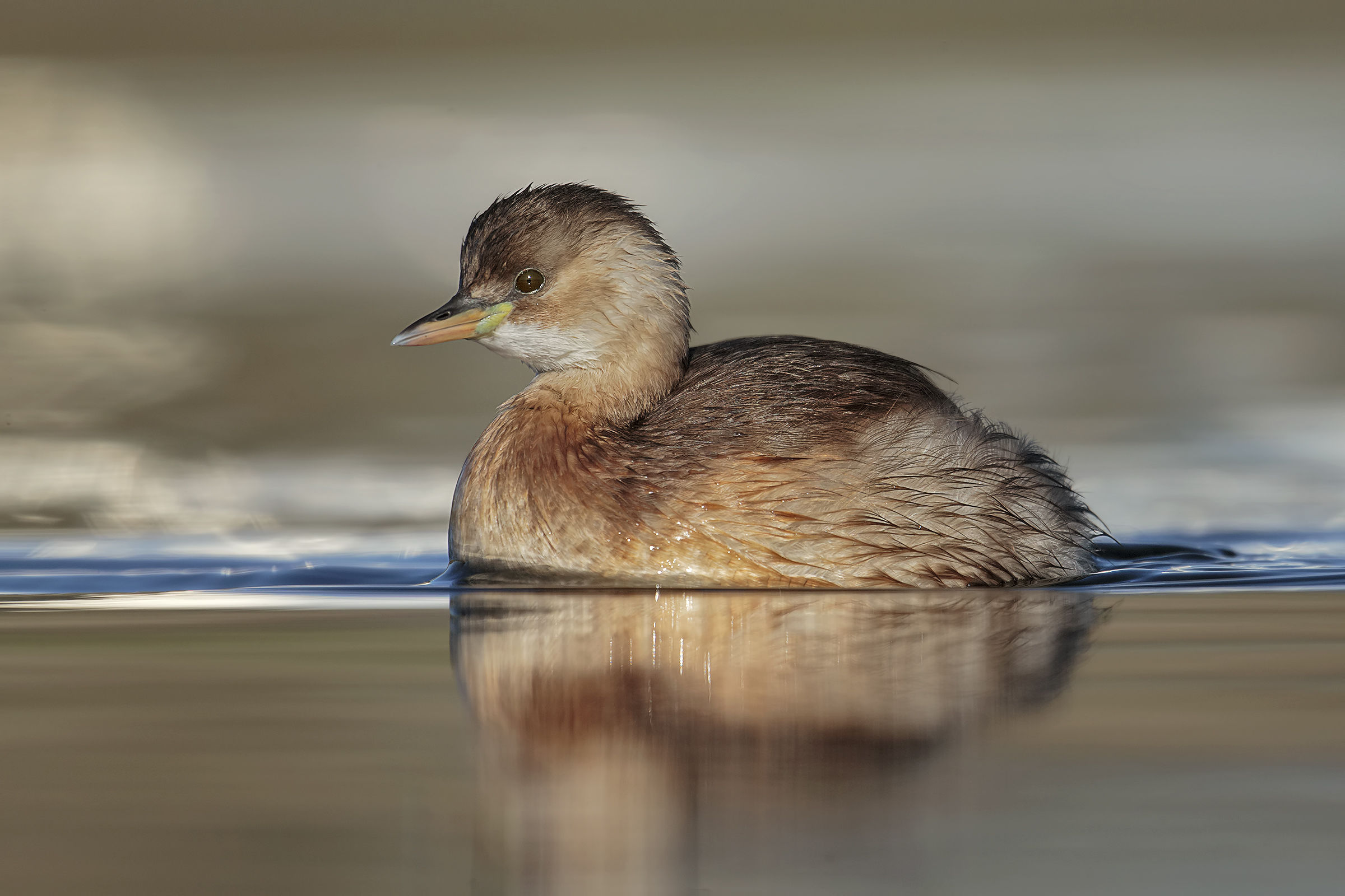 Little Grebe