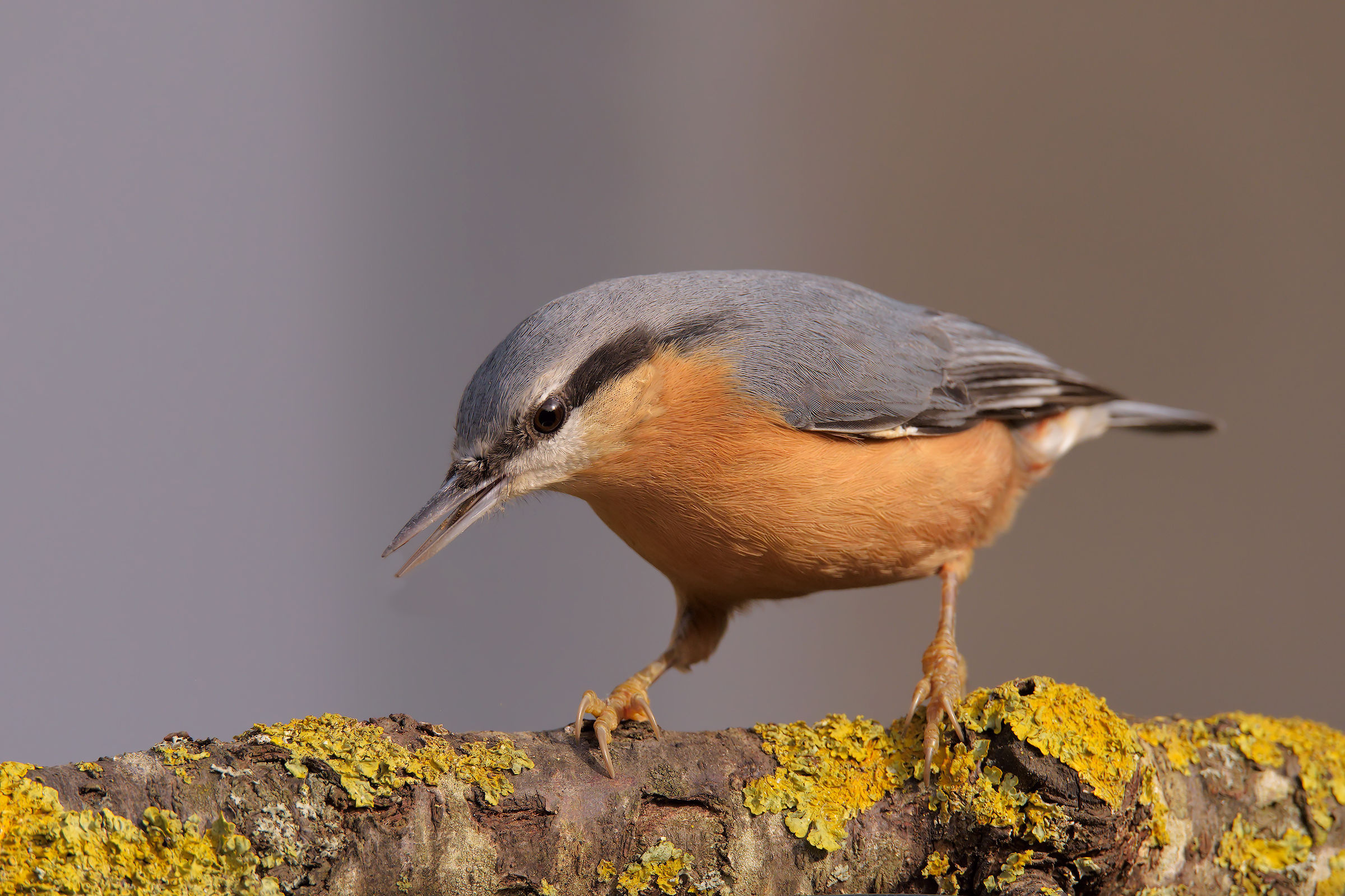 Still my friend to winter capano home !!!