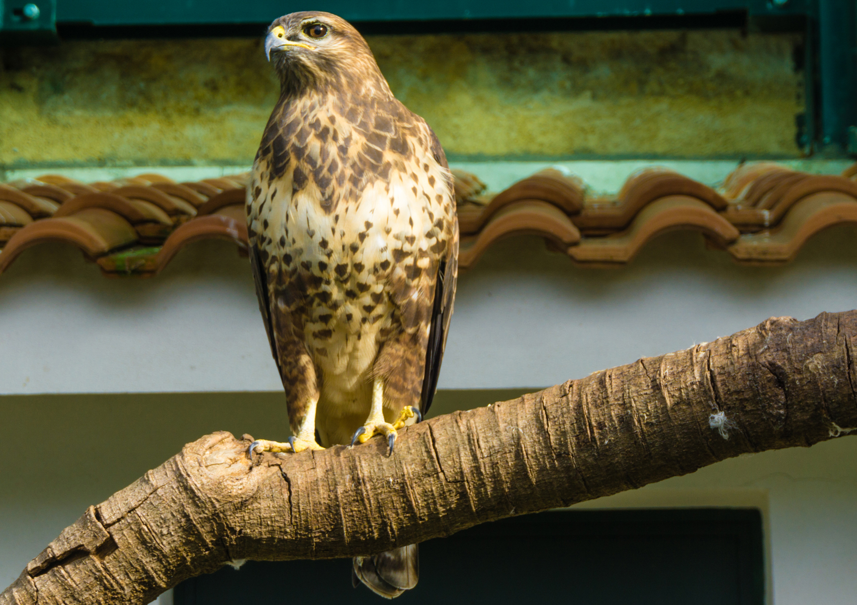 Eaglet Villa D'Orleans