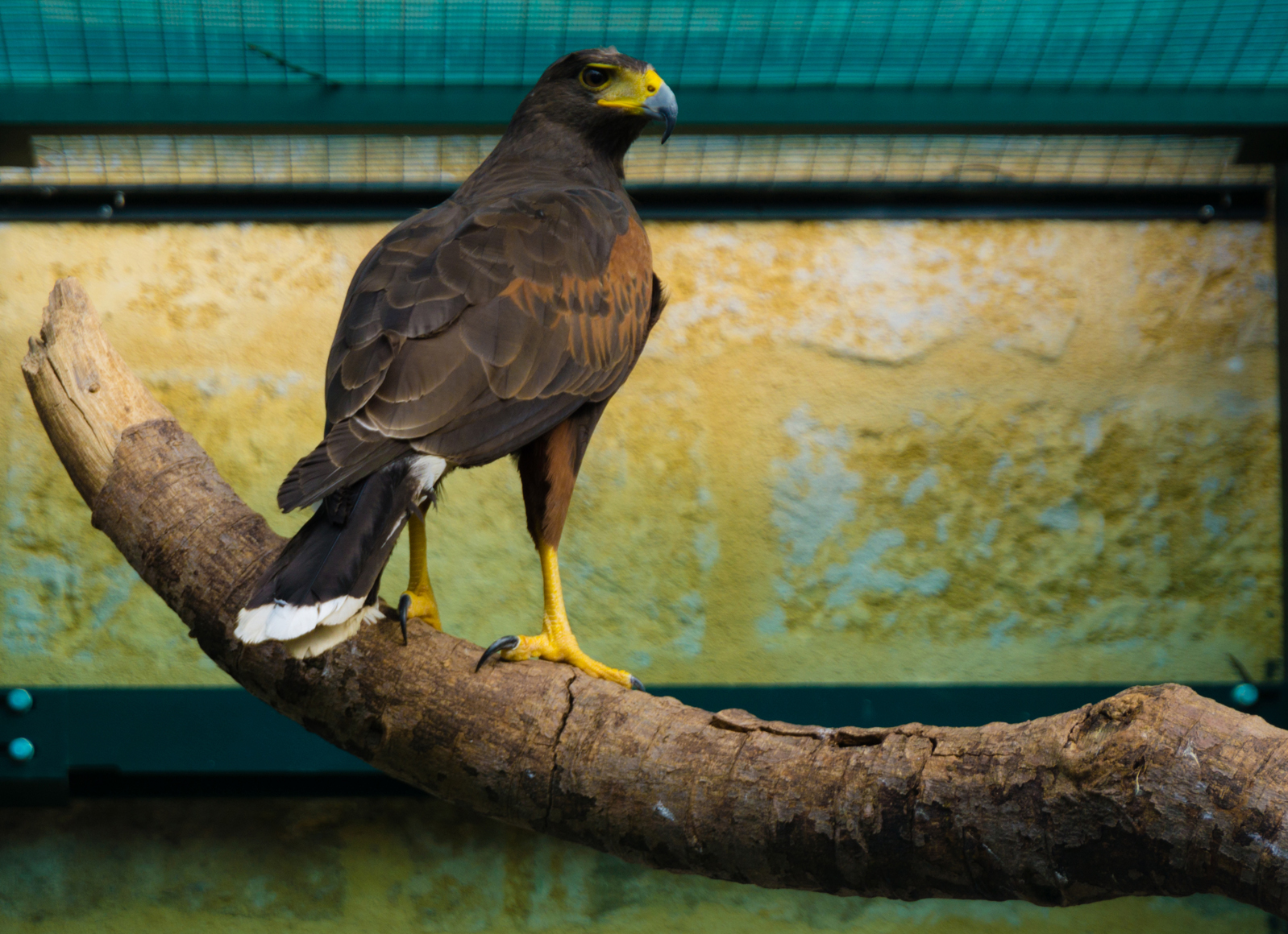 Raptor Villa D'Orleans