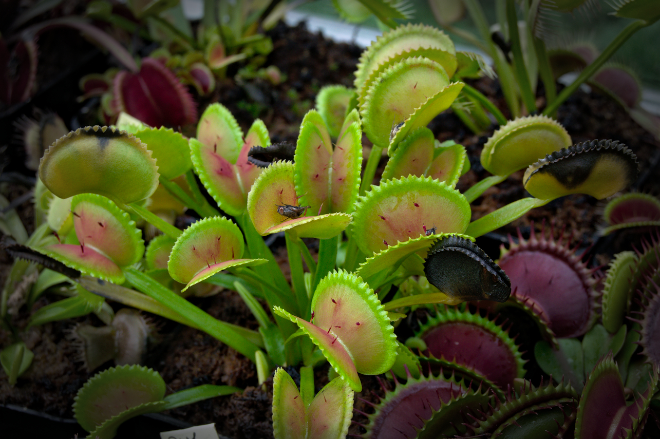 Dionaea muscipula "X11"