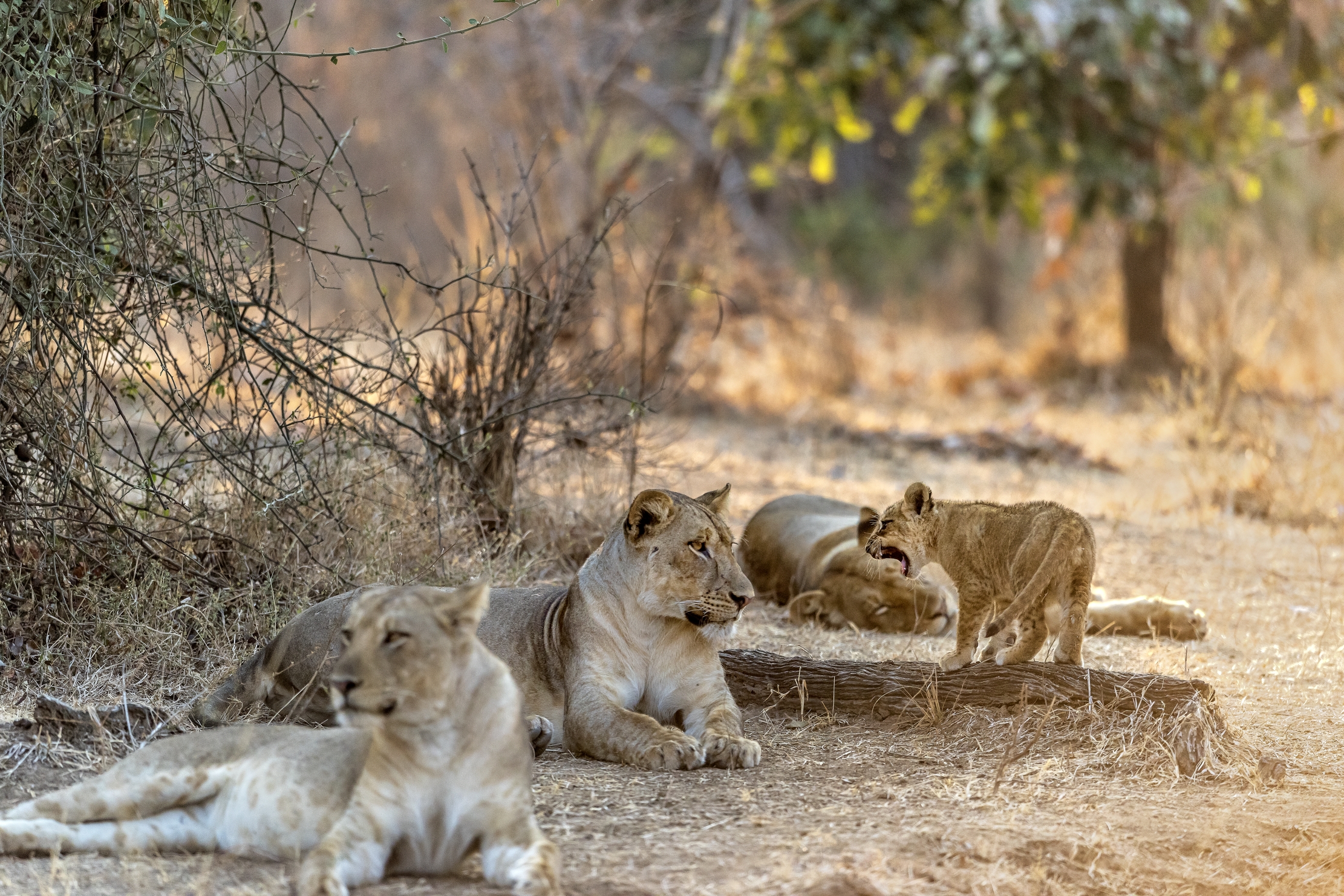 Zambia 2015 - Protesta in famiglia