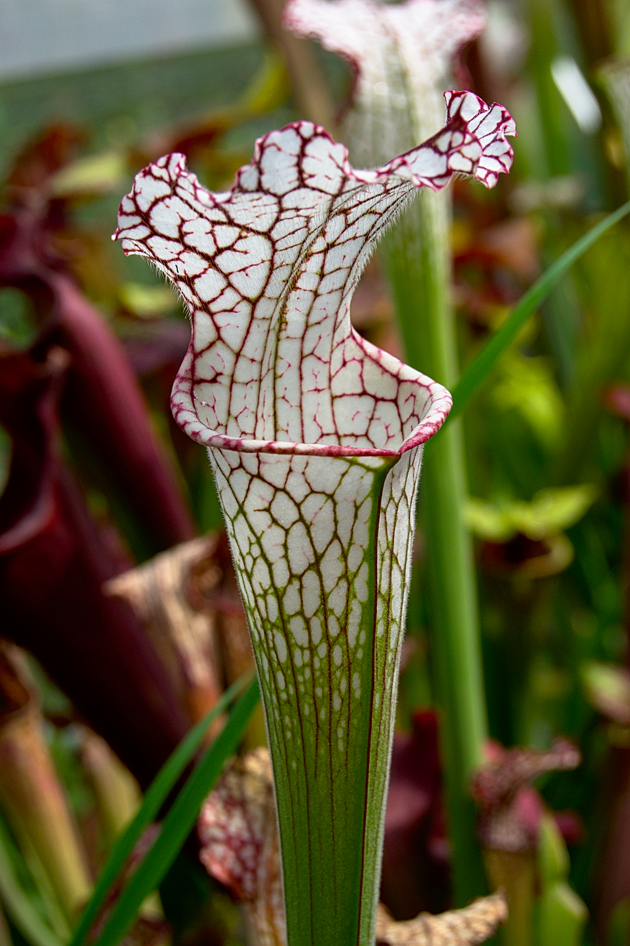 Sarracenia leucophylla