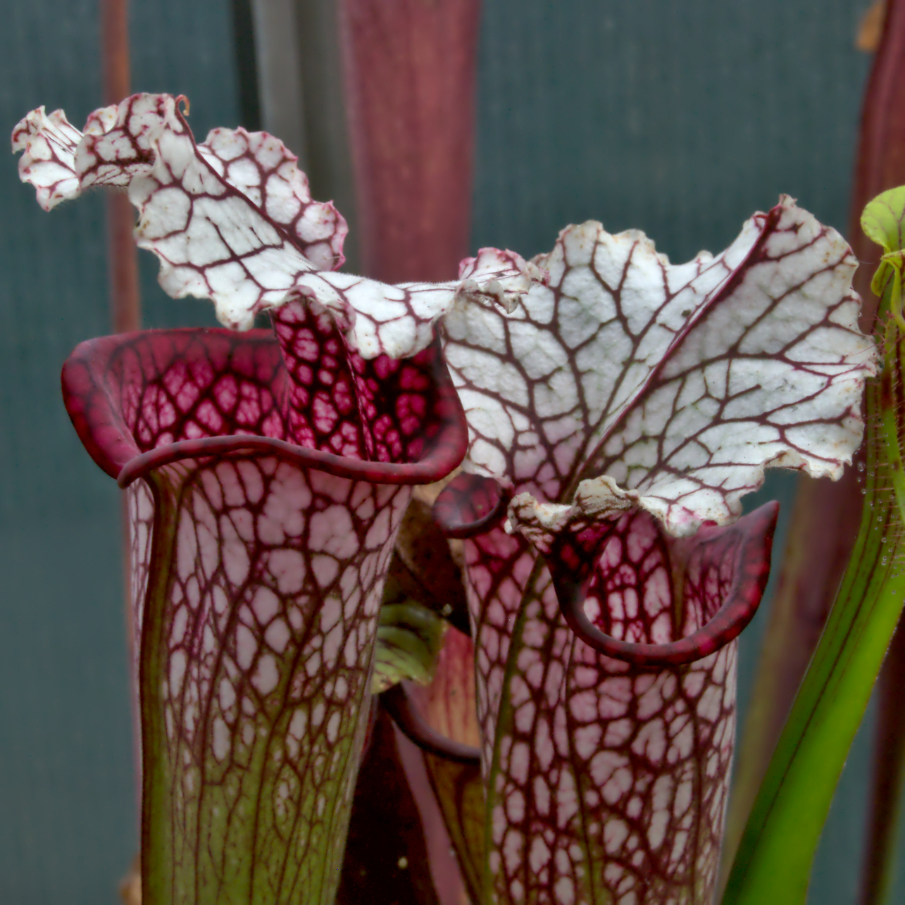 Sarracenia (x leucophylla oreophila)