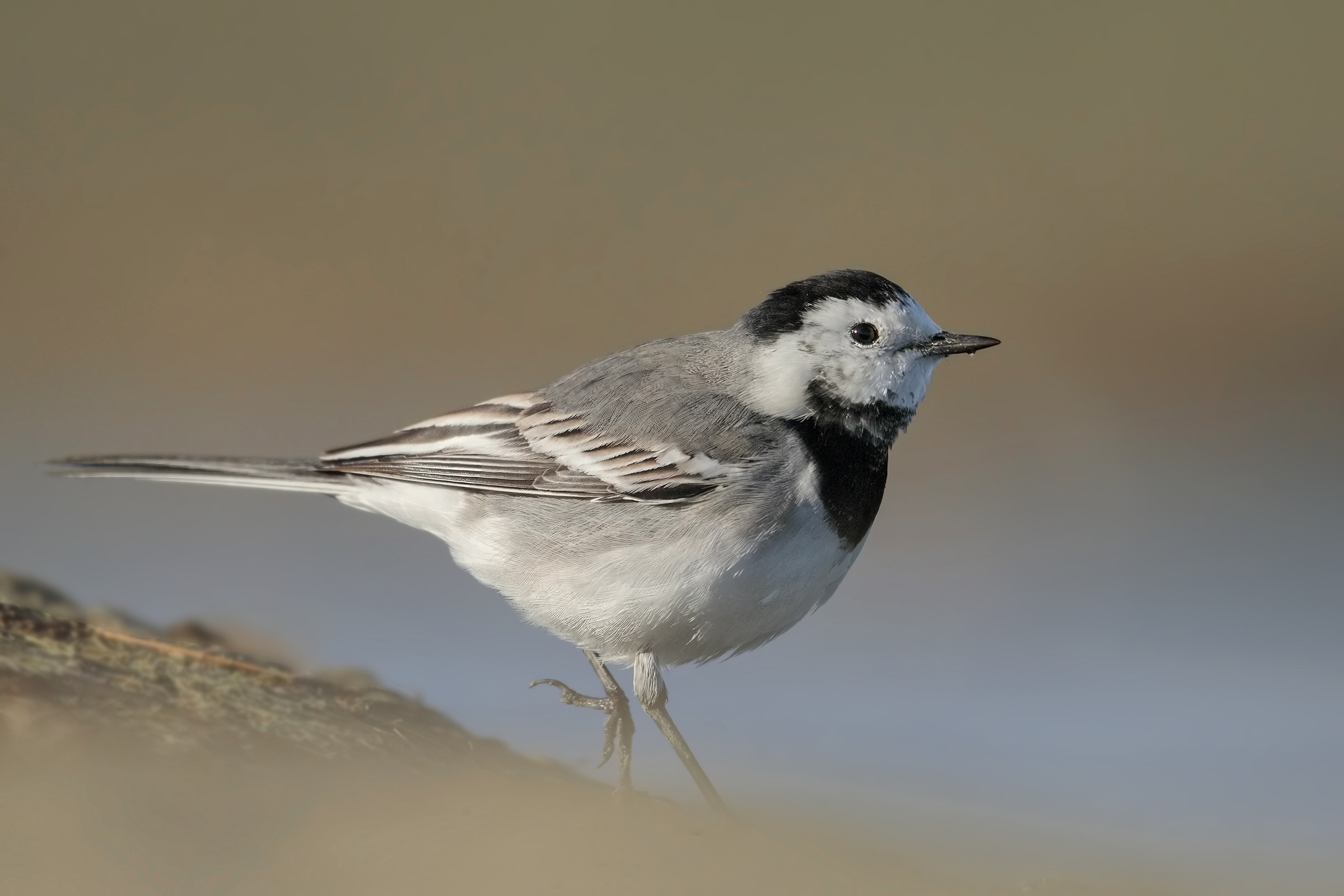 White wagtail