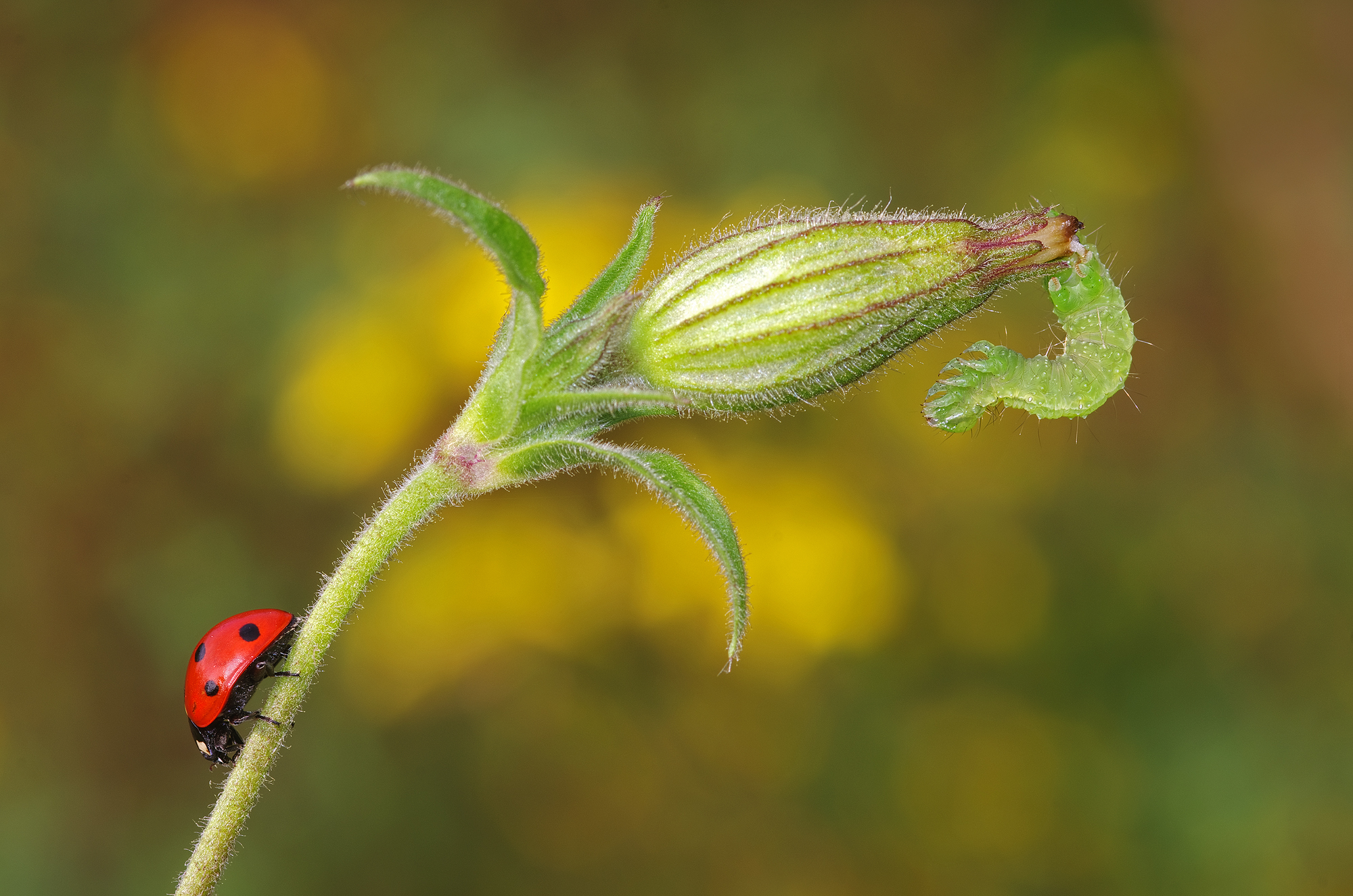 Il bruco e la coccinella