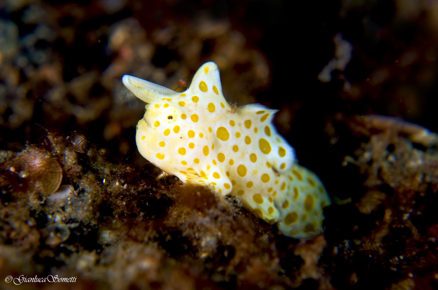 juvenile painted frogfish