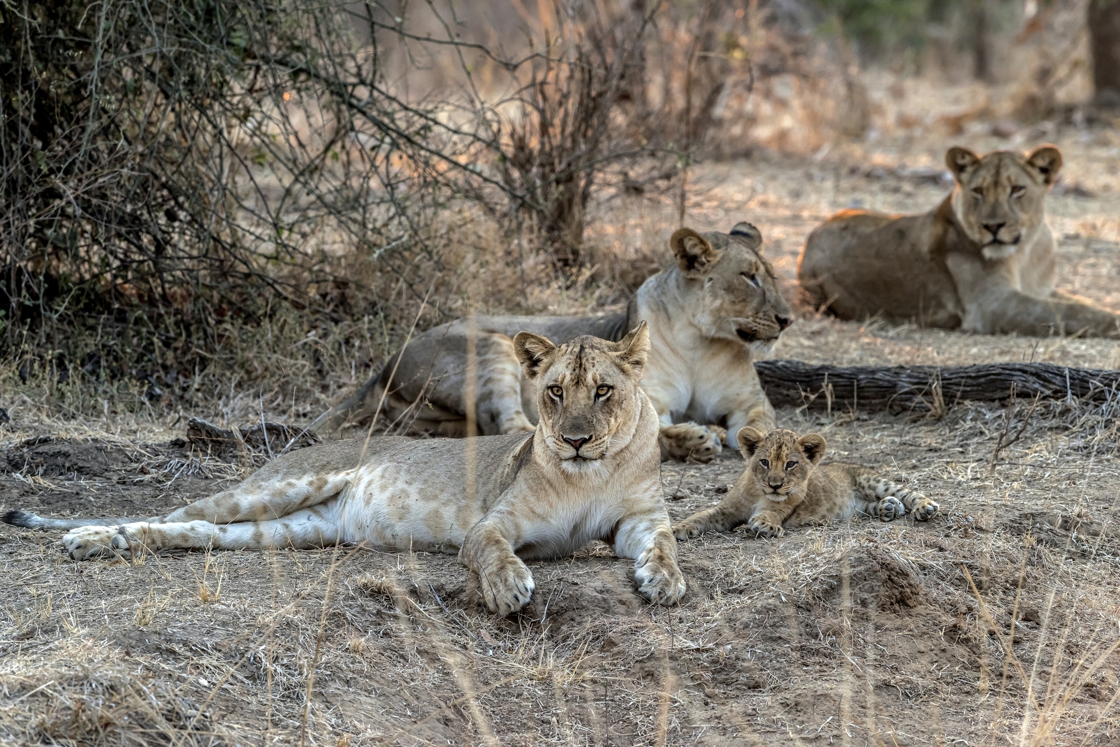 Zambia 2015 - Ritratto di famiglia