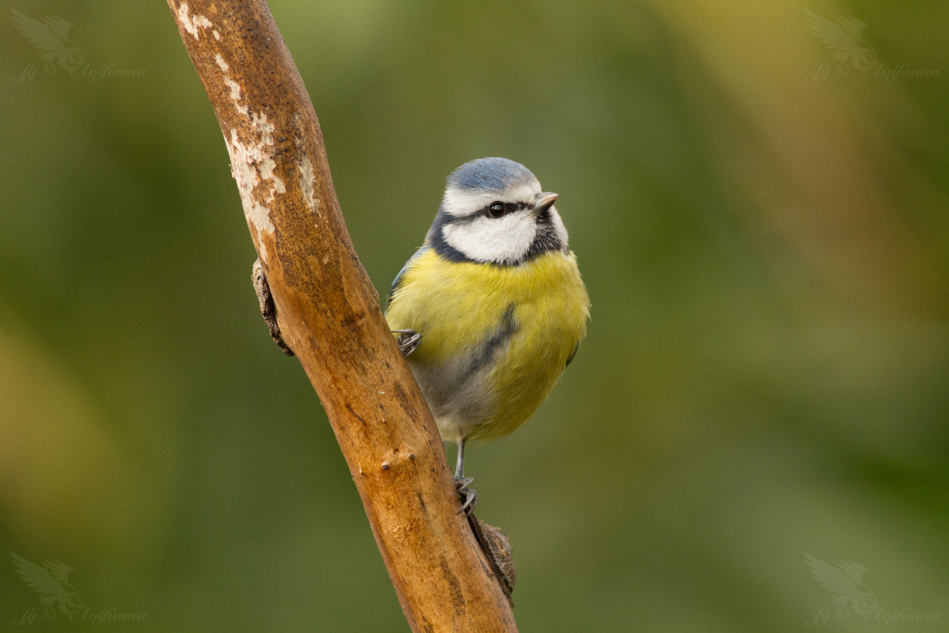 A beautiful Tit without PP.