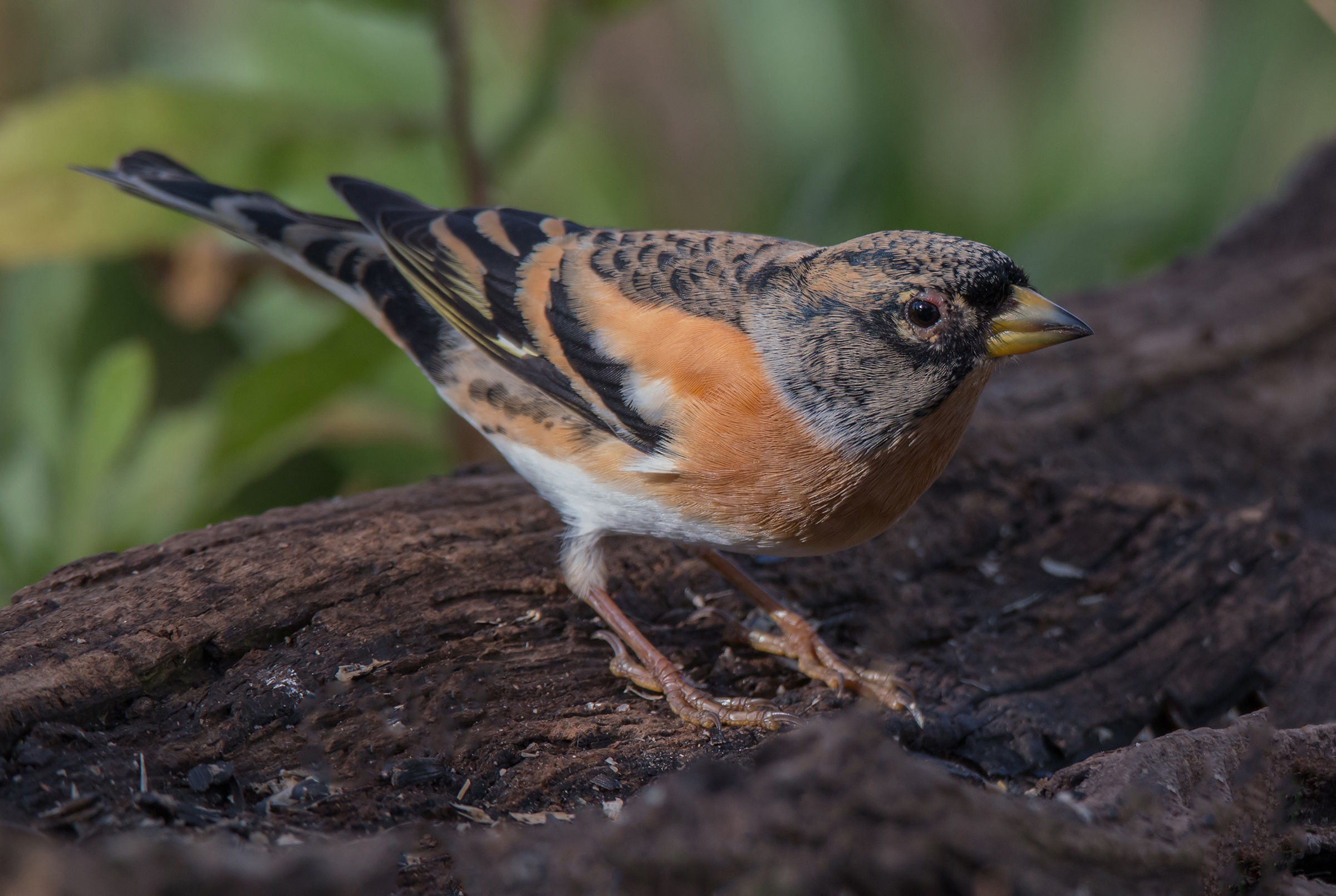 The Brambling sick