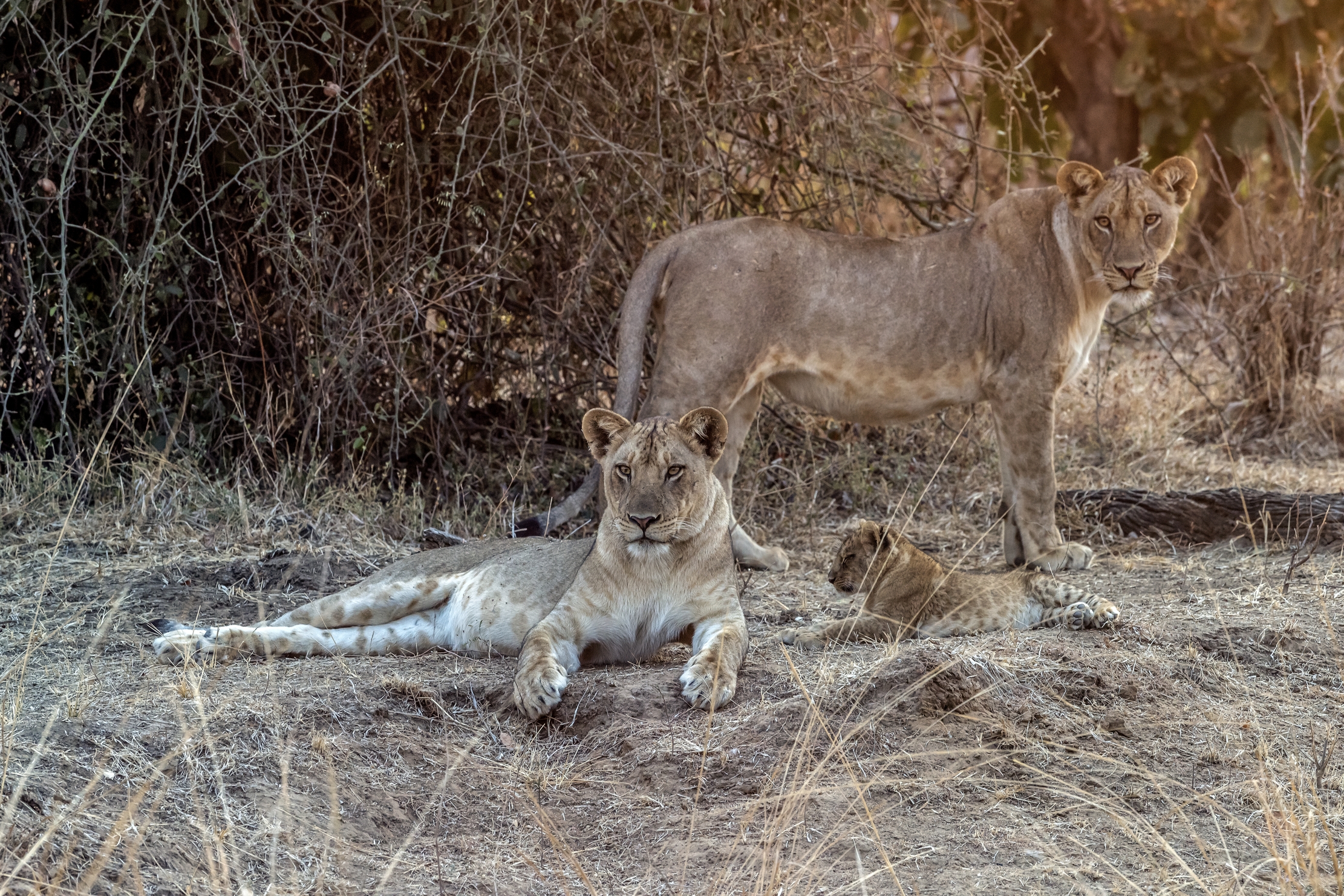 Zambia 2015 - All'alba