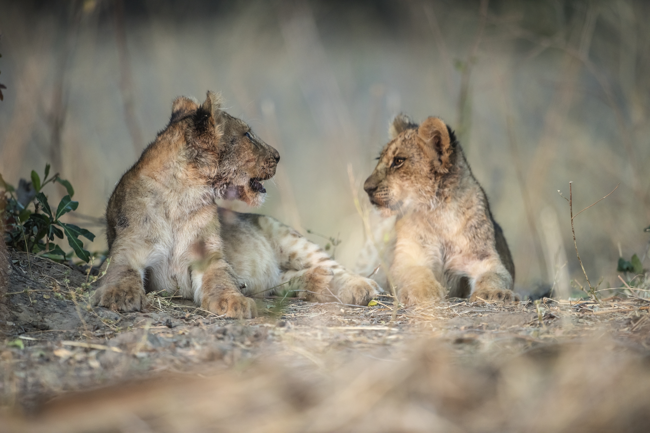 Zambia 2015 - Fratellini