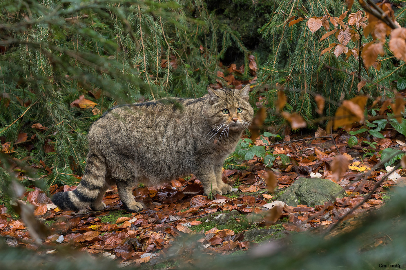 Gatto selvatico