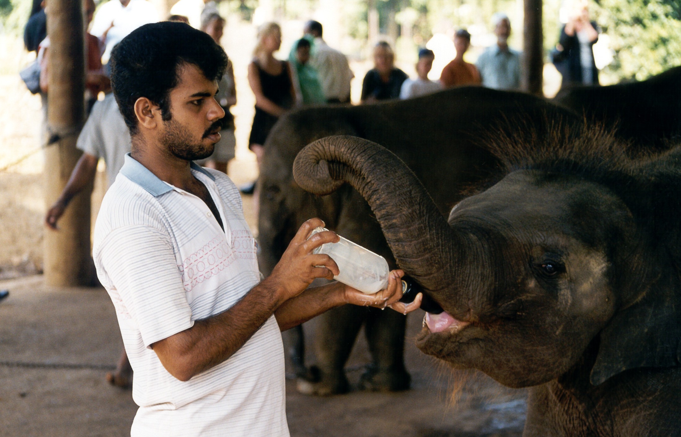 Cucciolo di elefante tenero Sri Lanka 1999