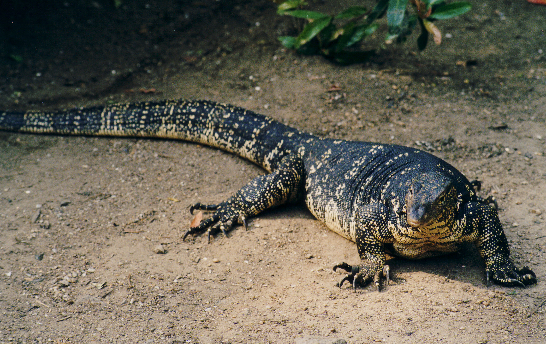 Varano Sri Lanka 1999