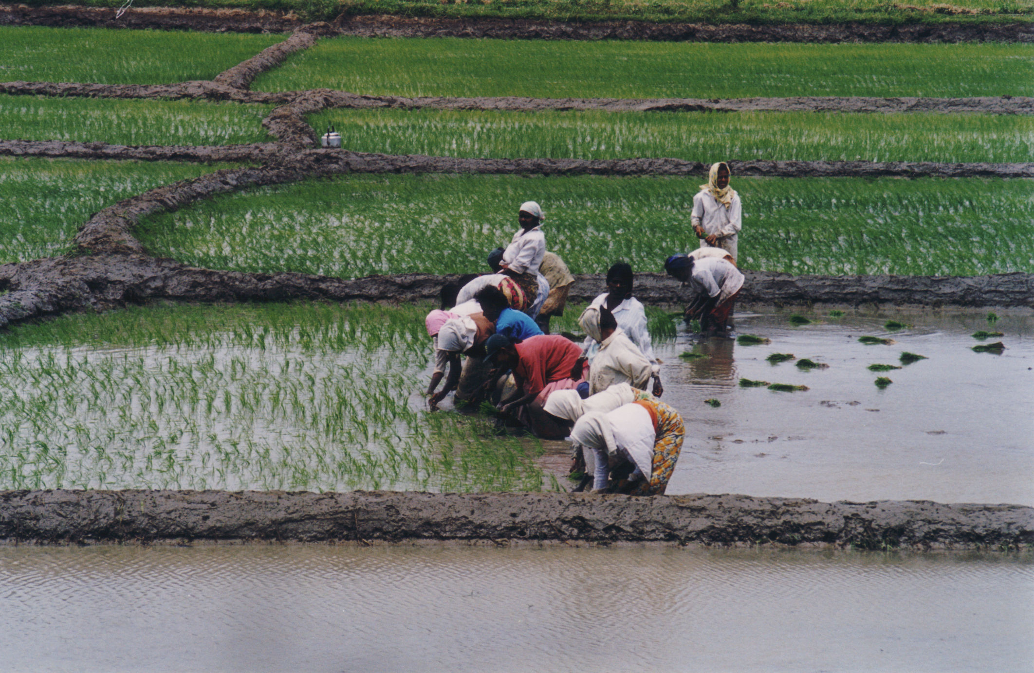 Donne alla risaia Sri Lanka 1999