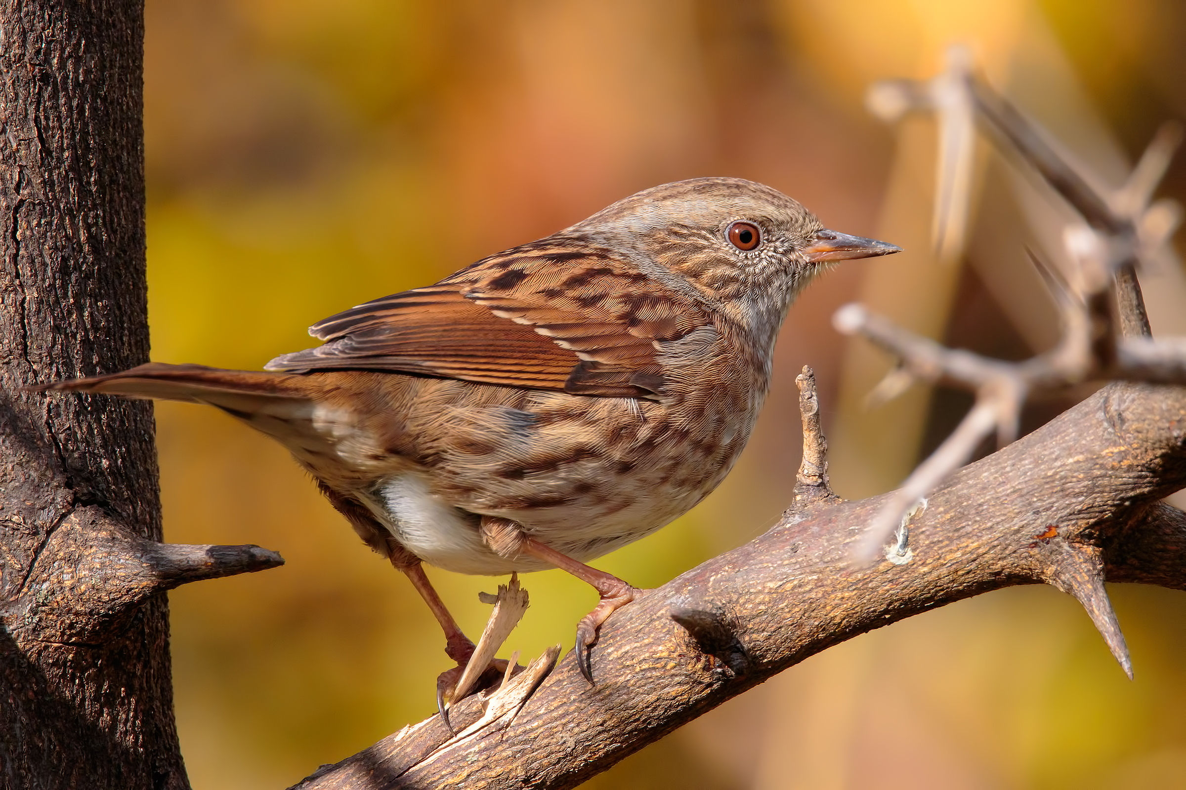 Scopaiola Multicolor ....
