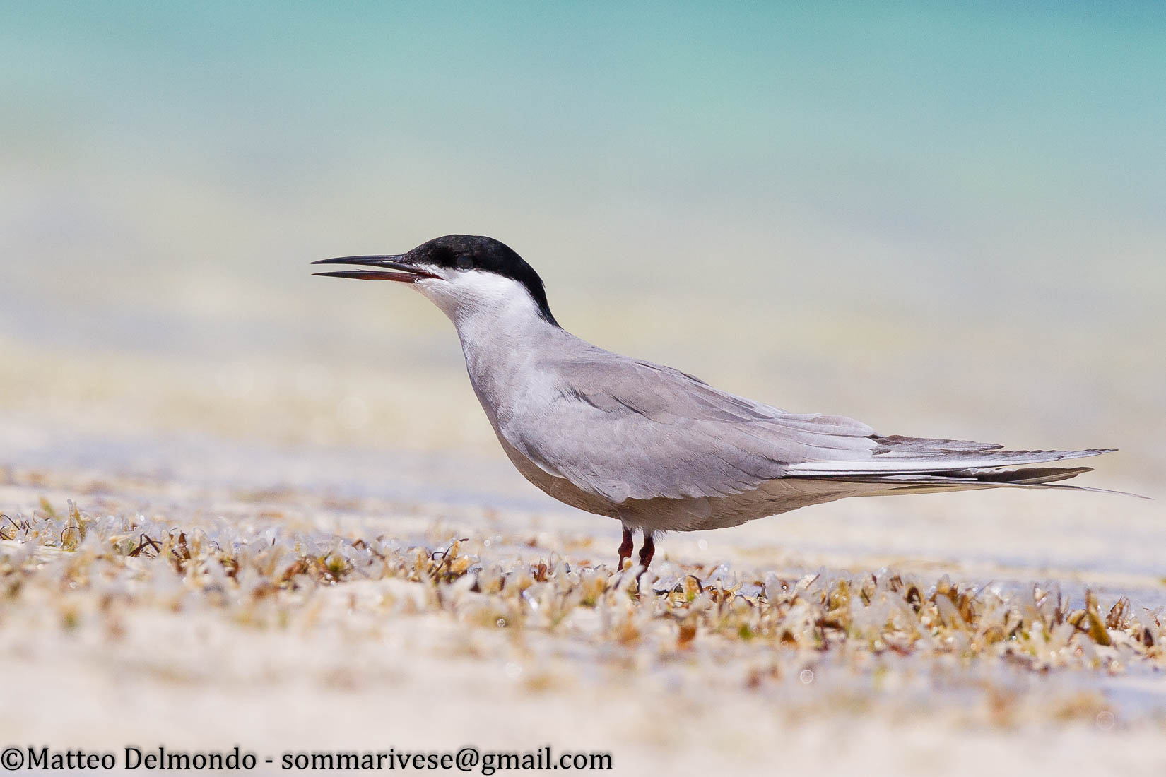 Roseate tern
