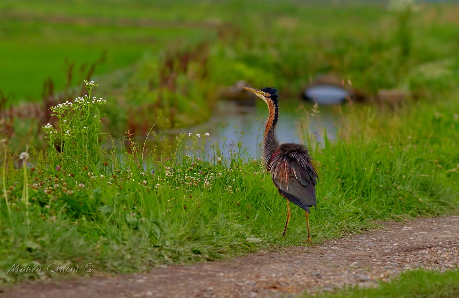 Purple Heron Bucolic