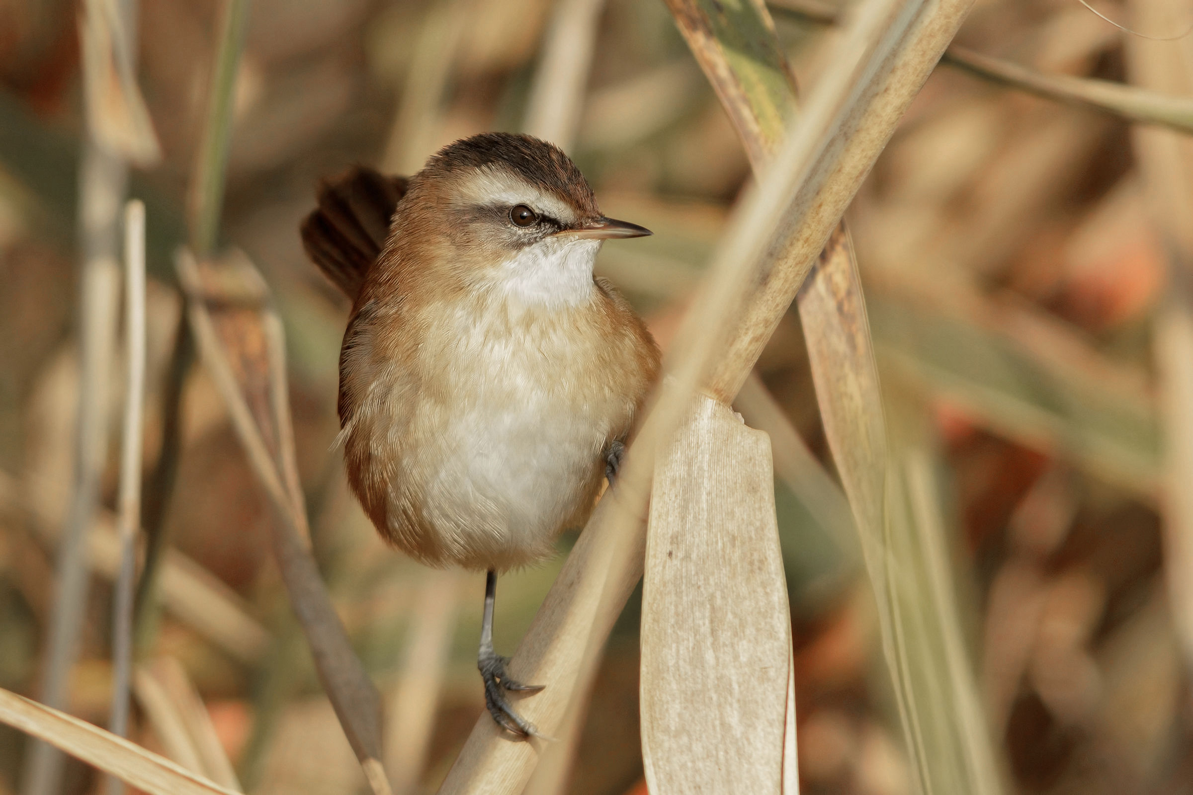 Moustached warbler (Acrocephalus melanopogon)