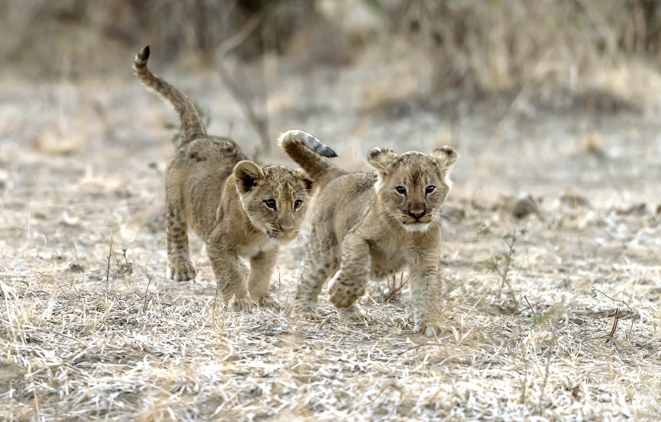 Zambia 2015 - Fratellini