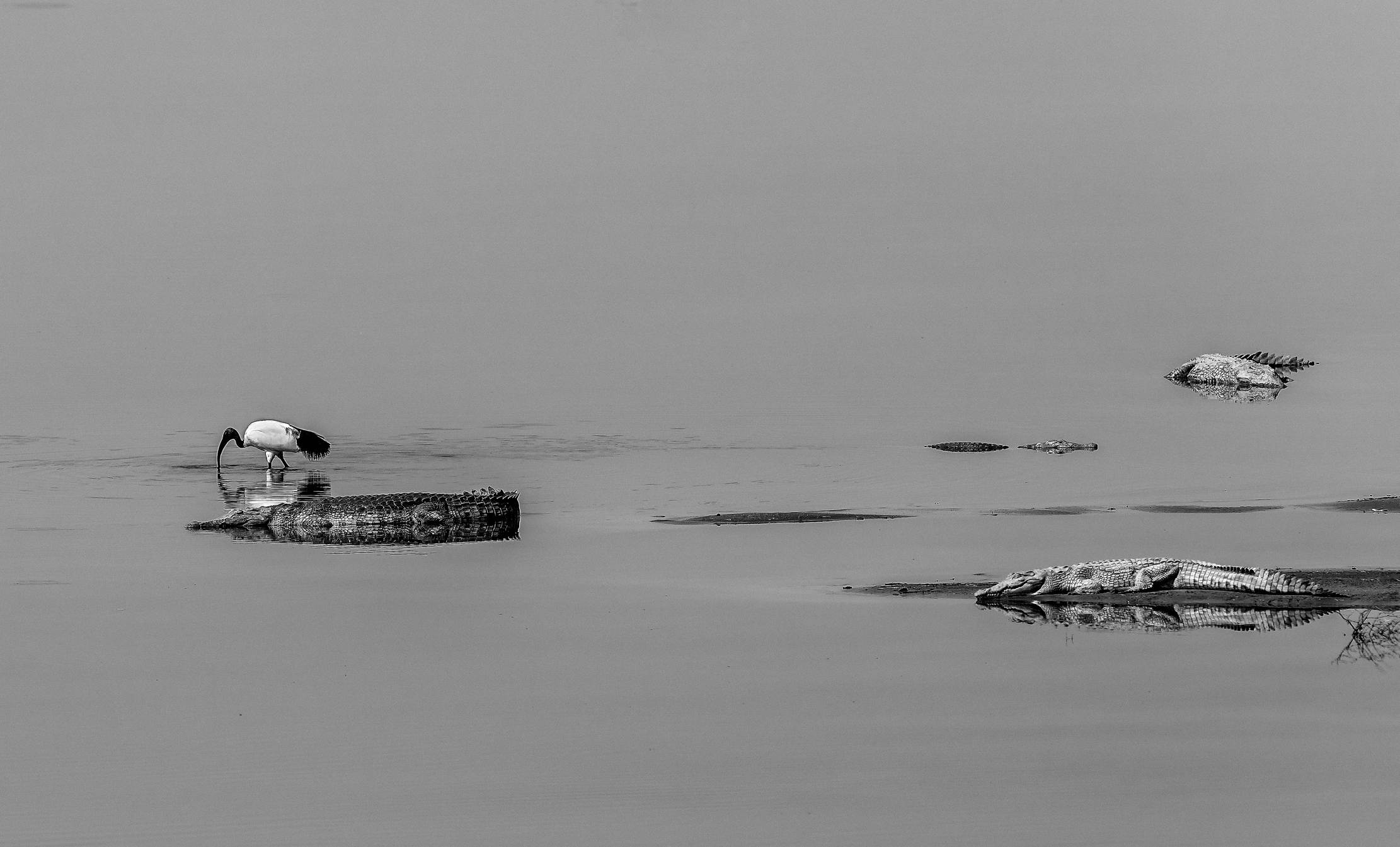 Zambia 2015 - Sul Luangwa B&W