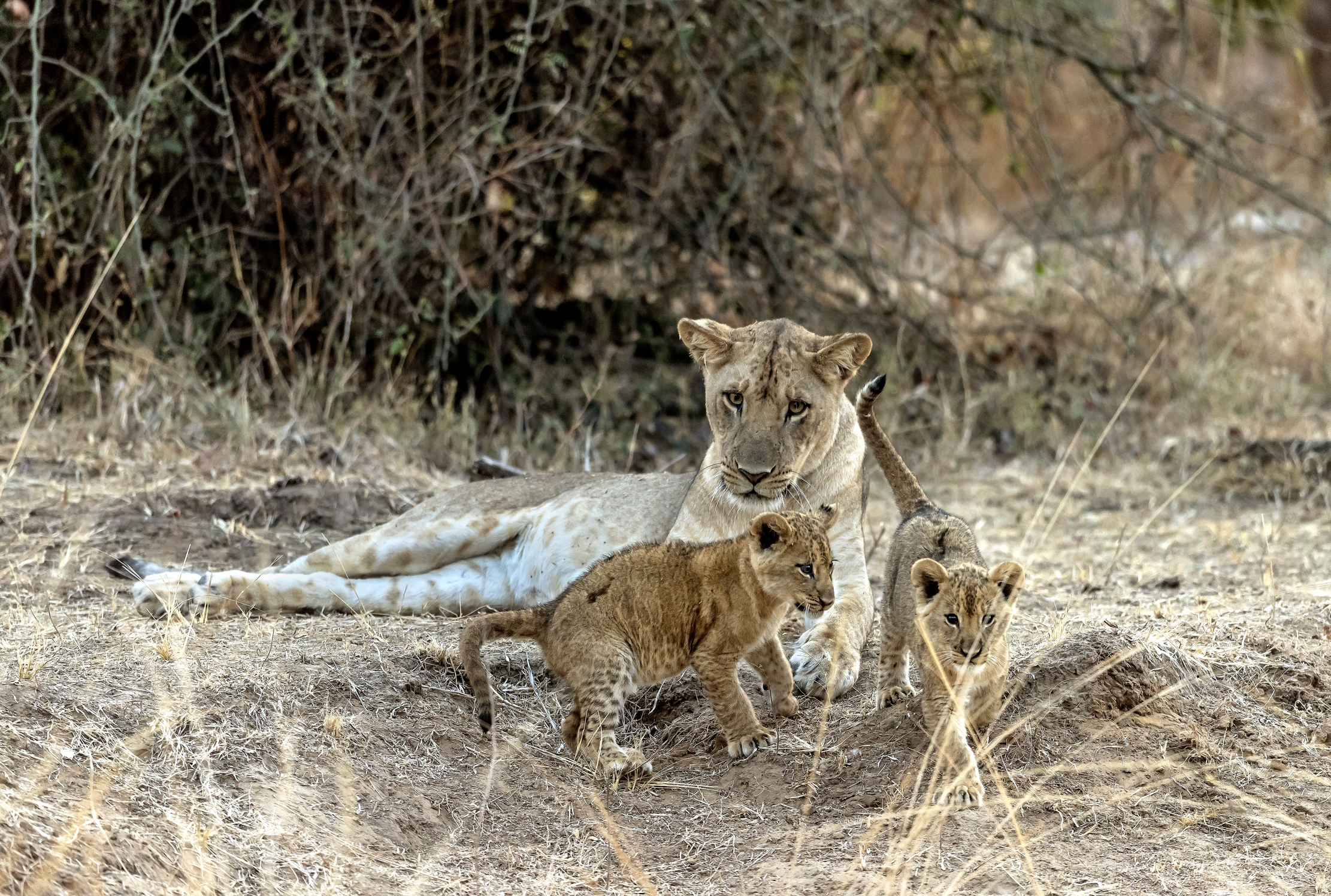 Zambia 2015 - Sguardo attento