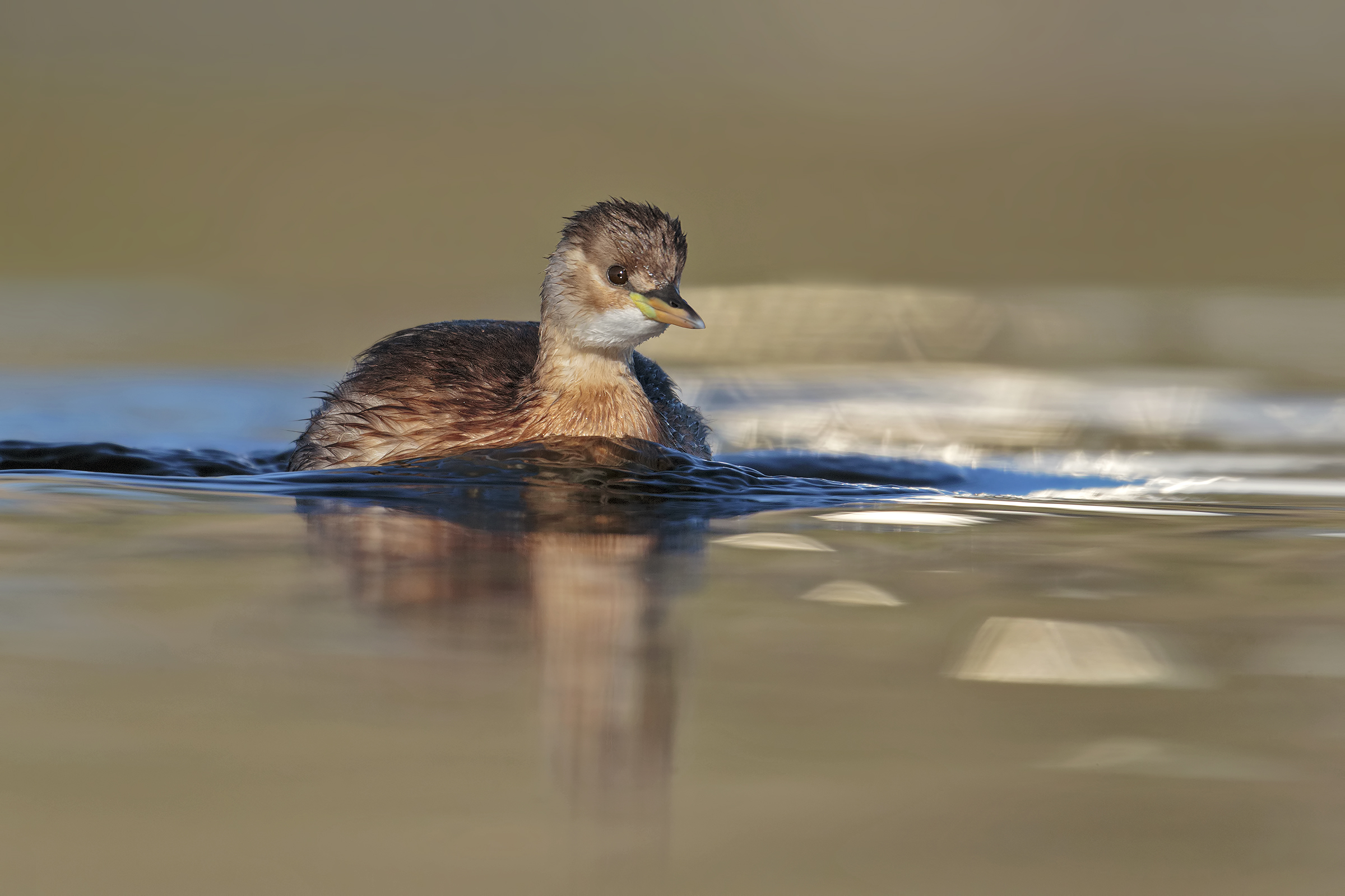 Little Grebe