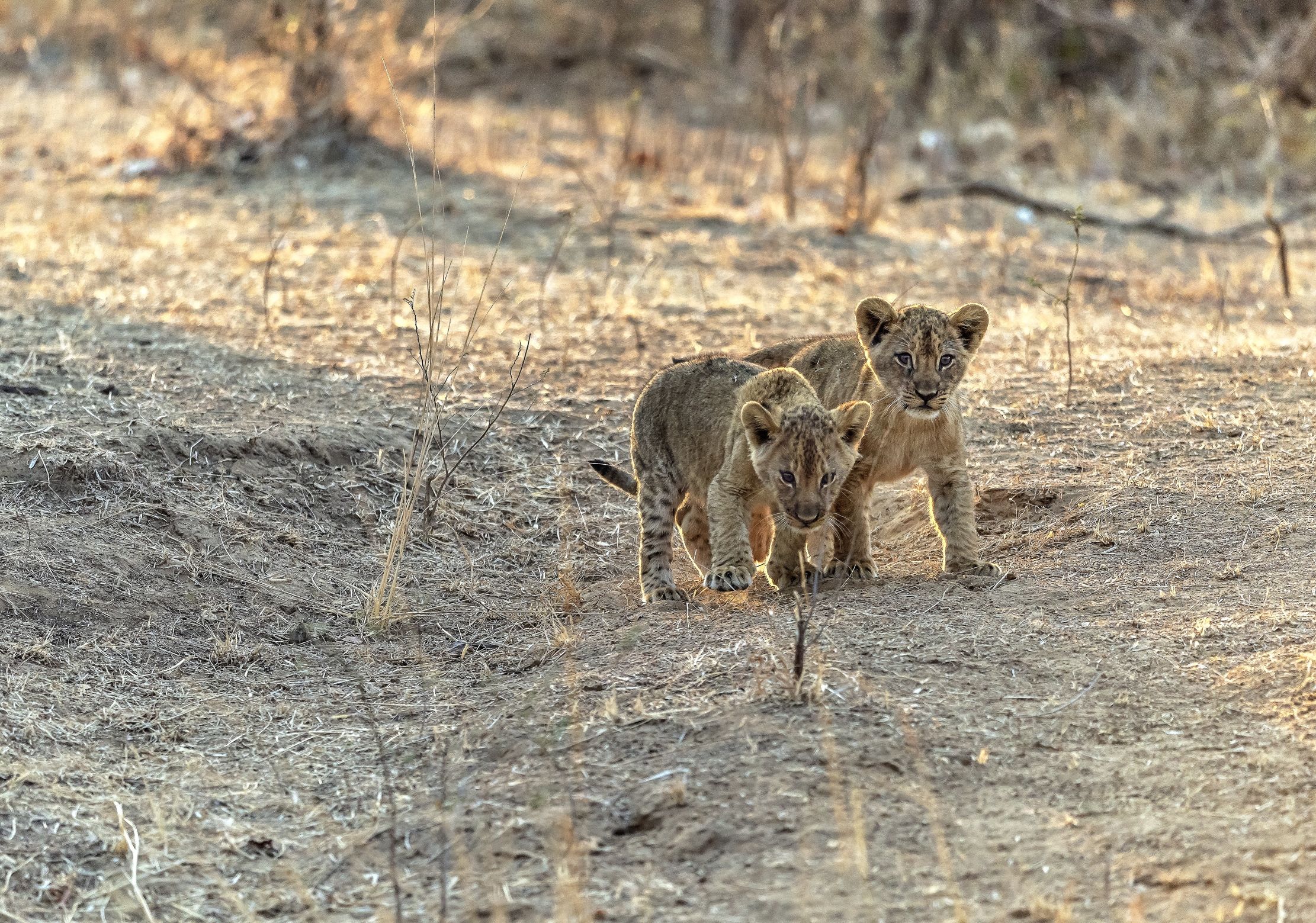 Zambia 2015 - All'alba