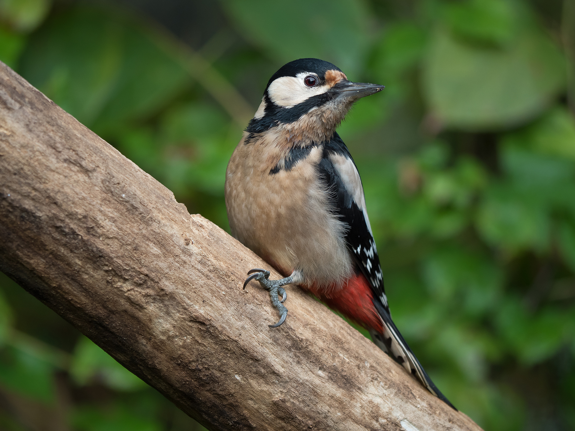 Spotted Woodpecker (female)