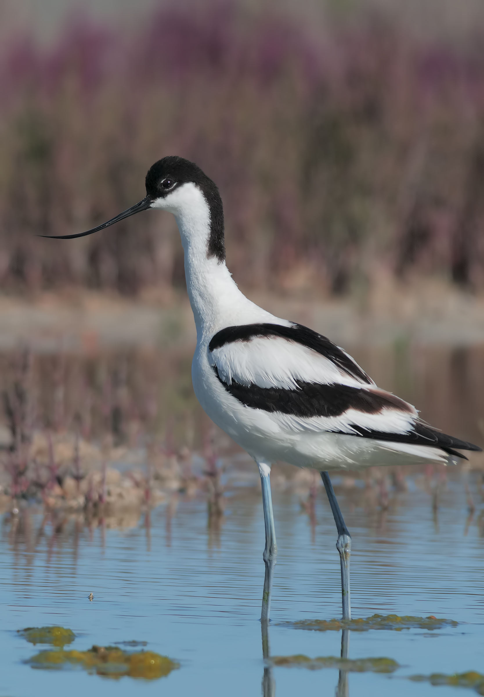 Avocetta