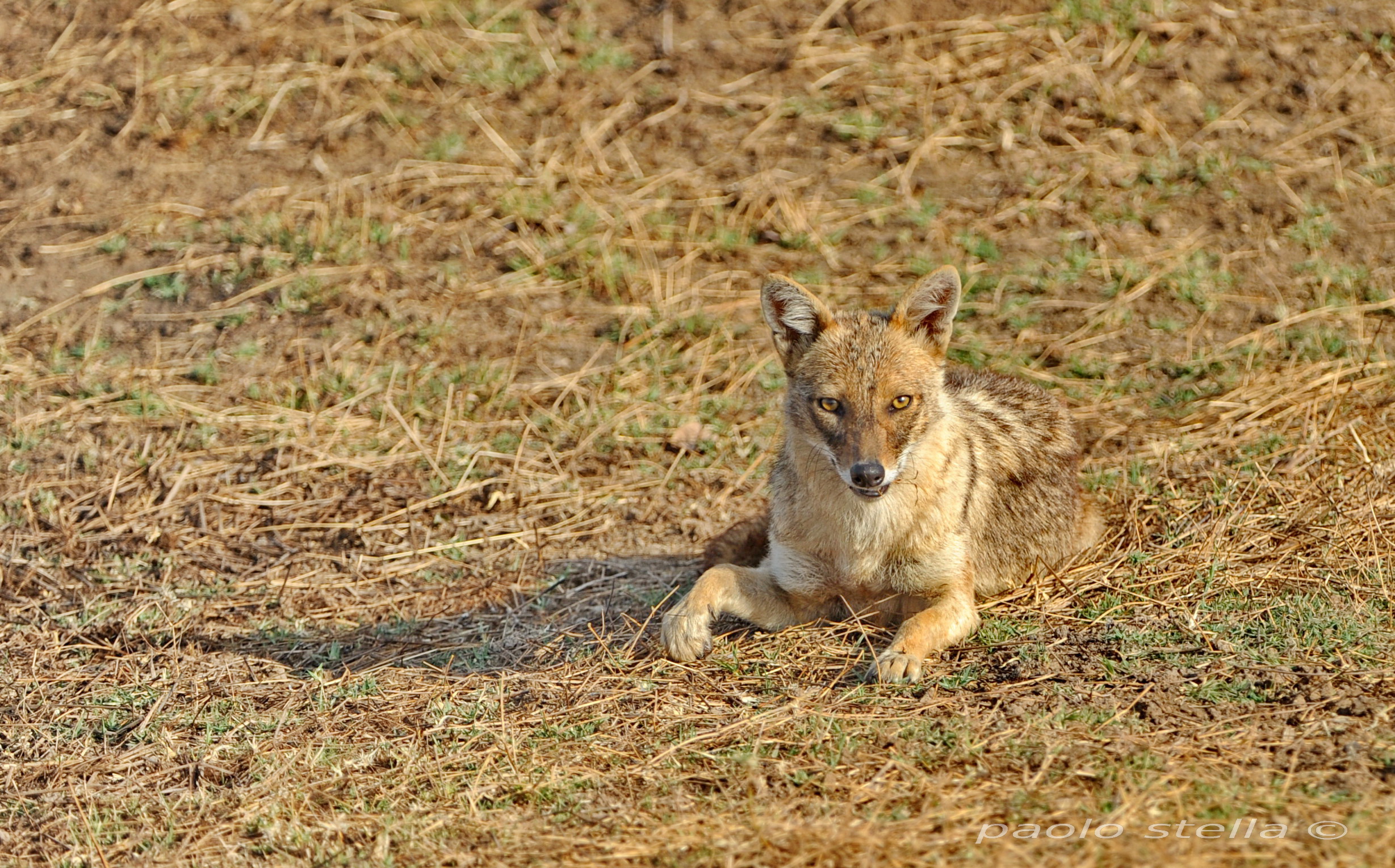 indian jackal