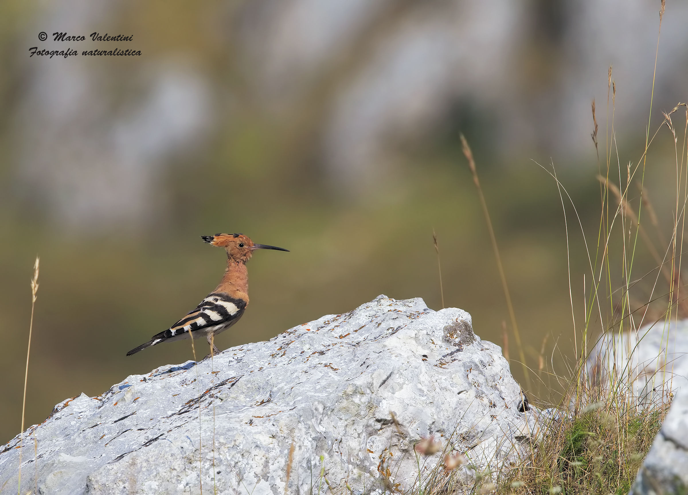 Hoopoe