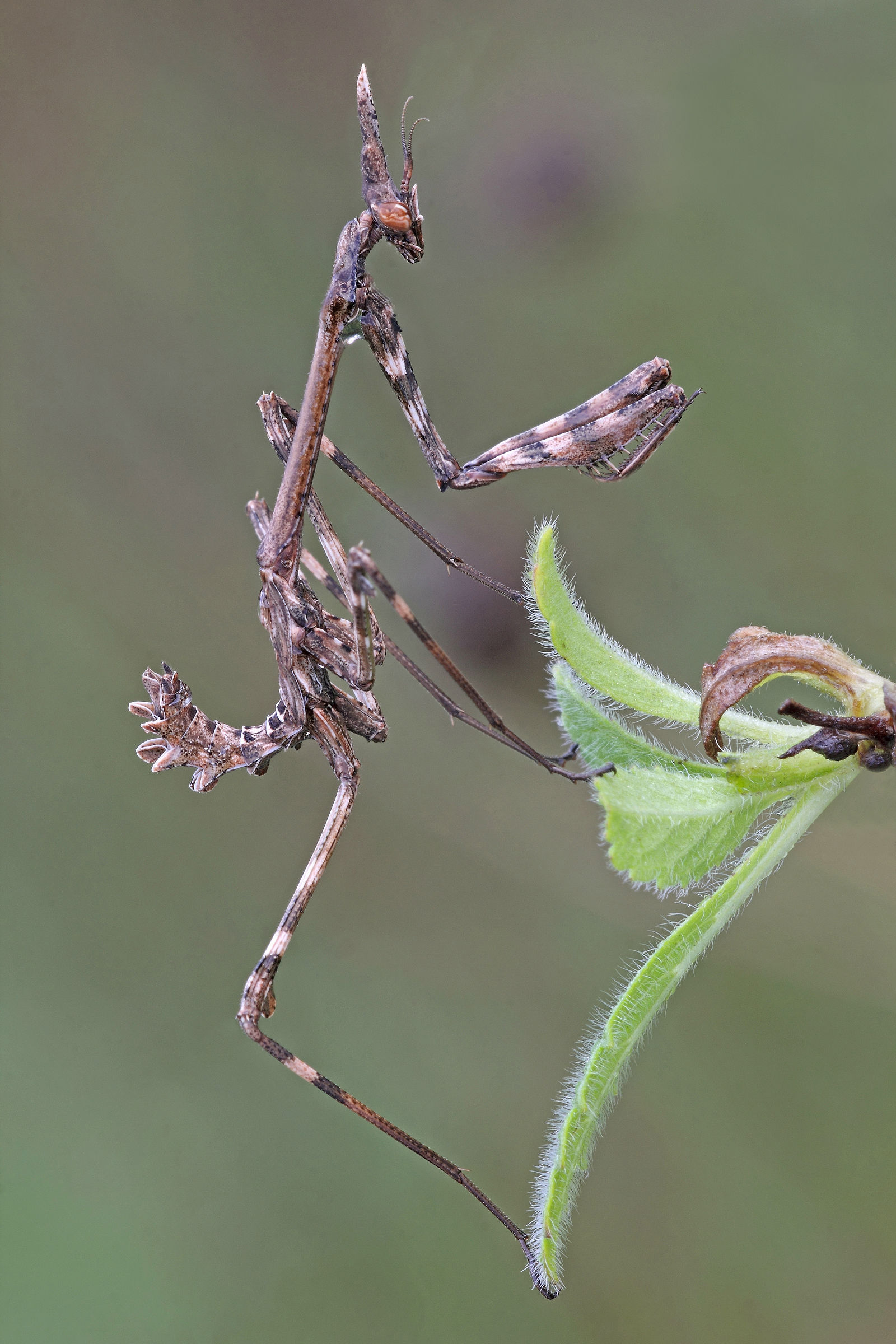 Tightrope walker!
