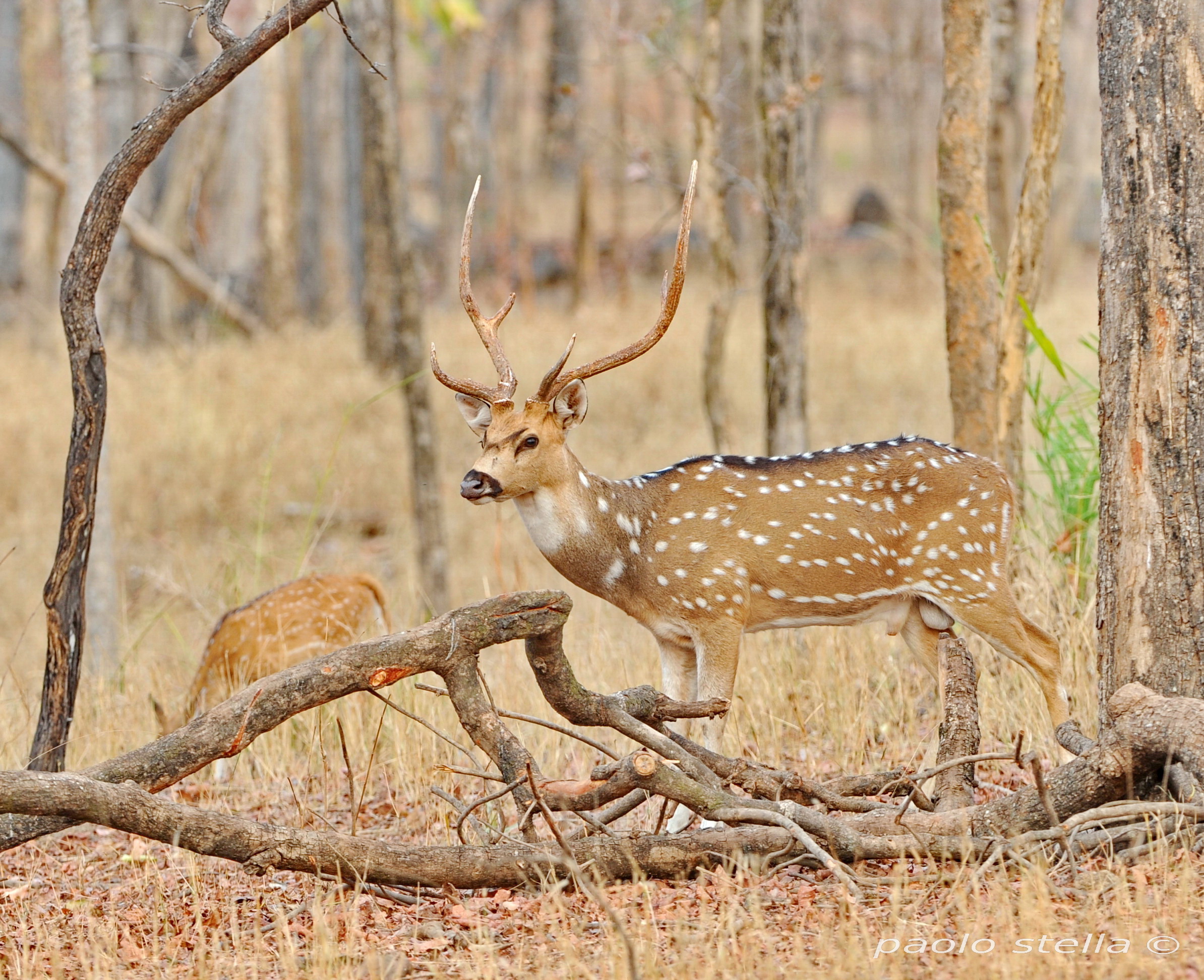 chital - spotted deer