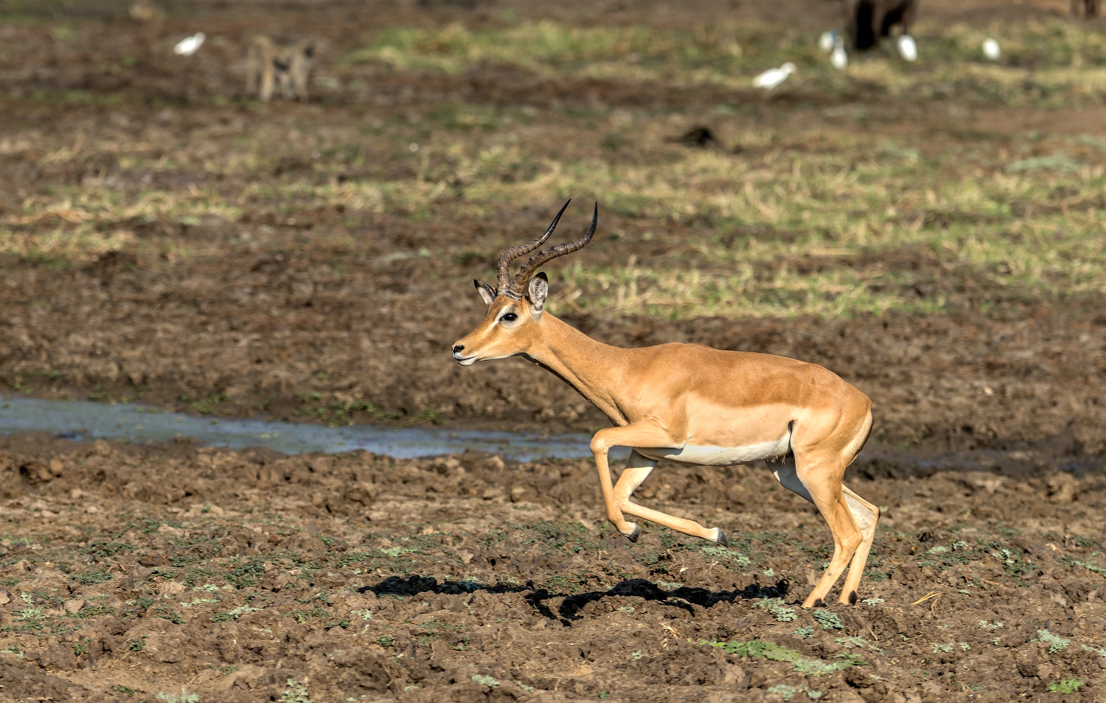 Zambia 2015 - Impala