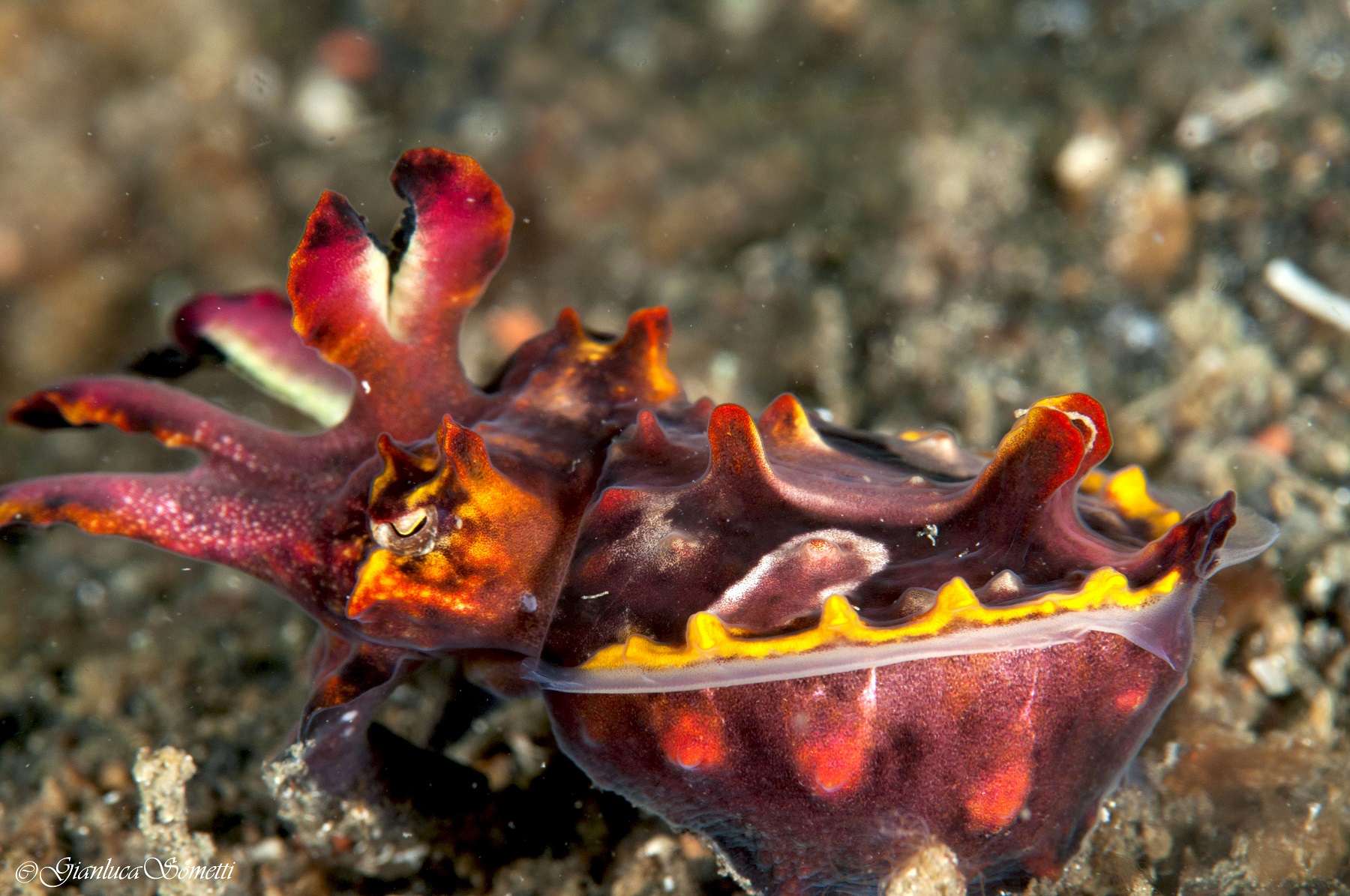 flamboyant cuttlefish