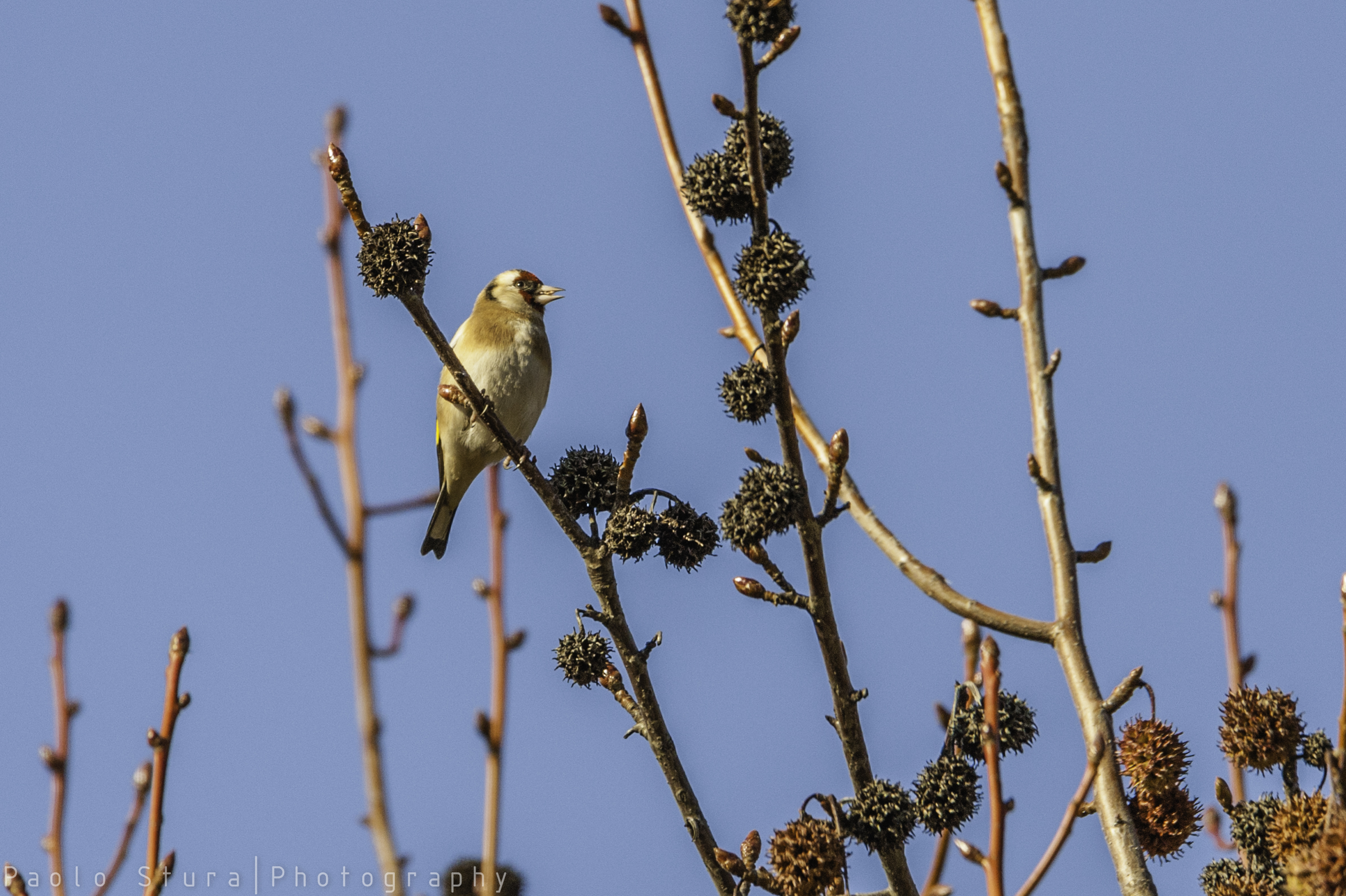 goldfinch