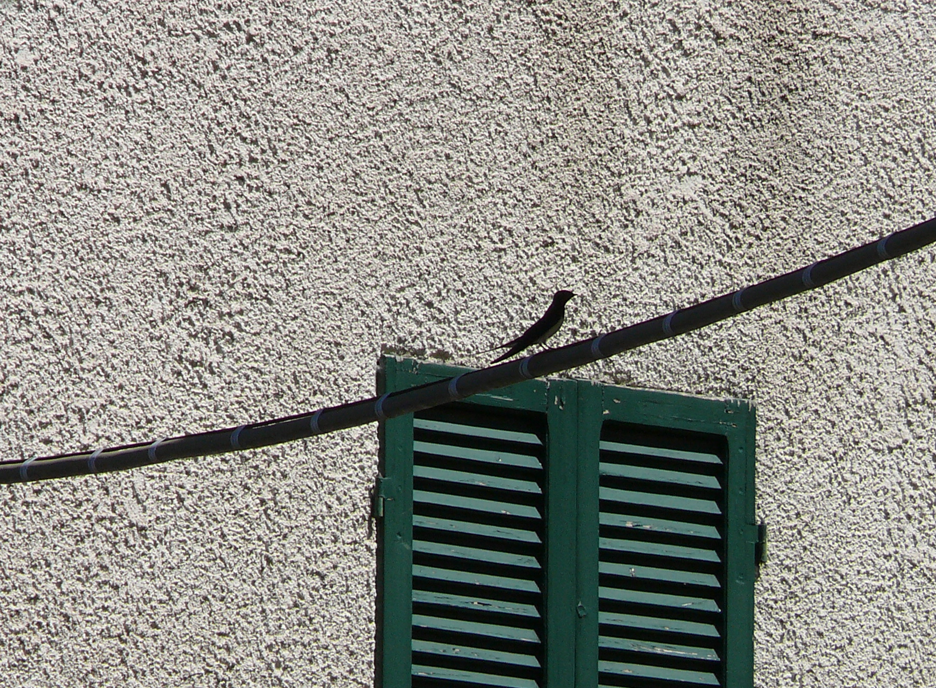 Silhouette di rondine