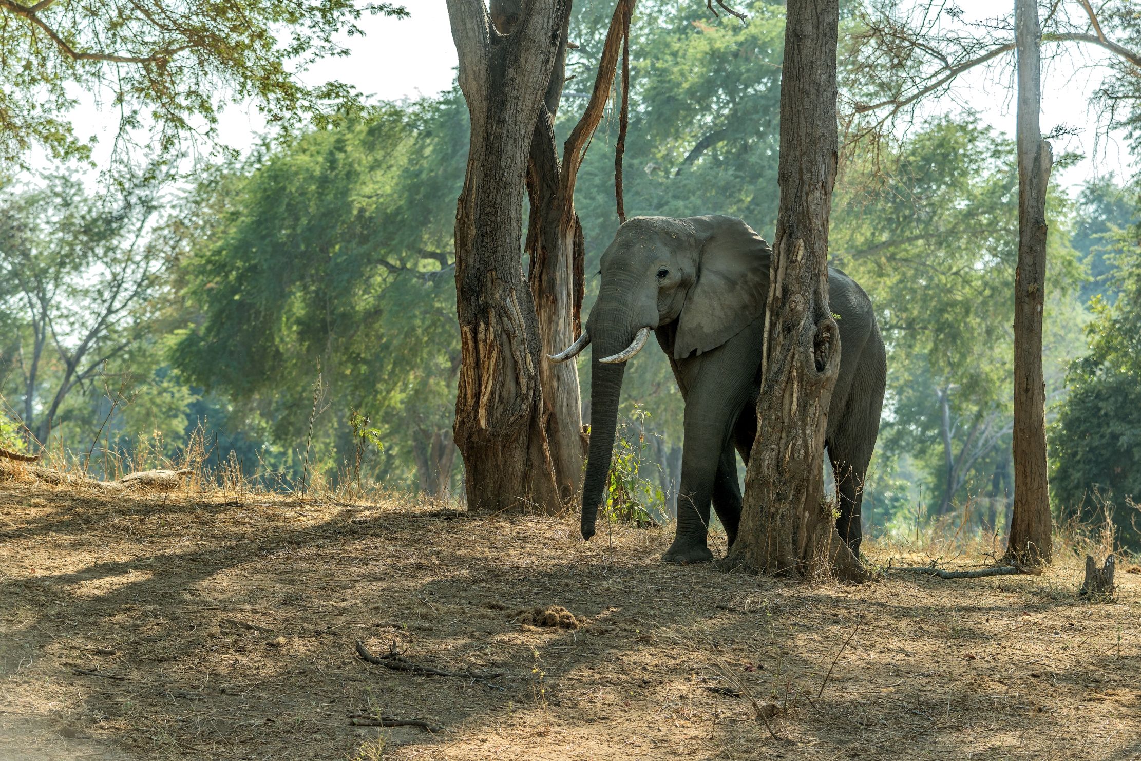 Zambia 2015 - Elephant