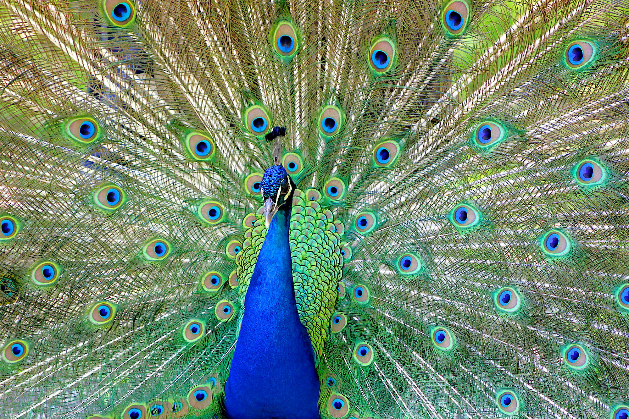 Sono troppo bello !!!